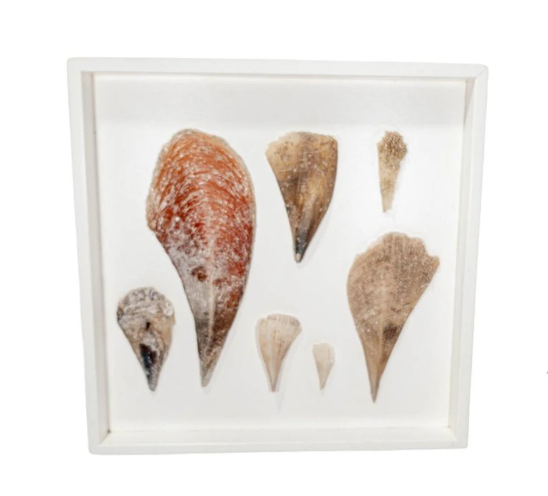 Plug-in shells ┼ Wall art ┼ Taxidermy wall mount...