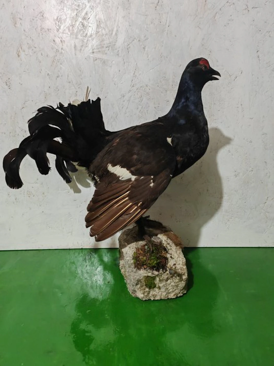 Ruff Taxidermy full body mount - Lyrurus tetrix - 70 cm - 45 cm - 52 cm - 1