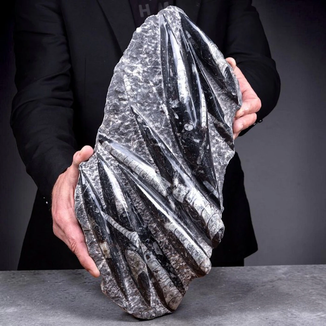 Ancient Orthoceras Cephalopod Fossils Polished Slab...
