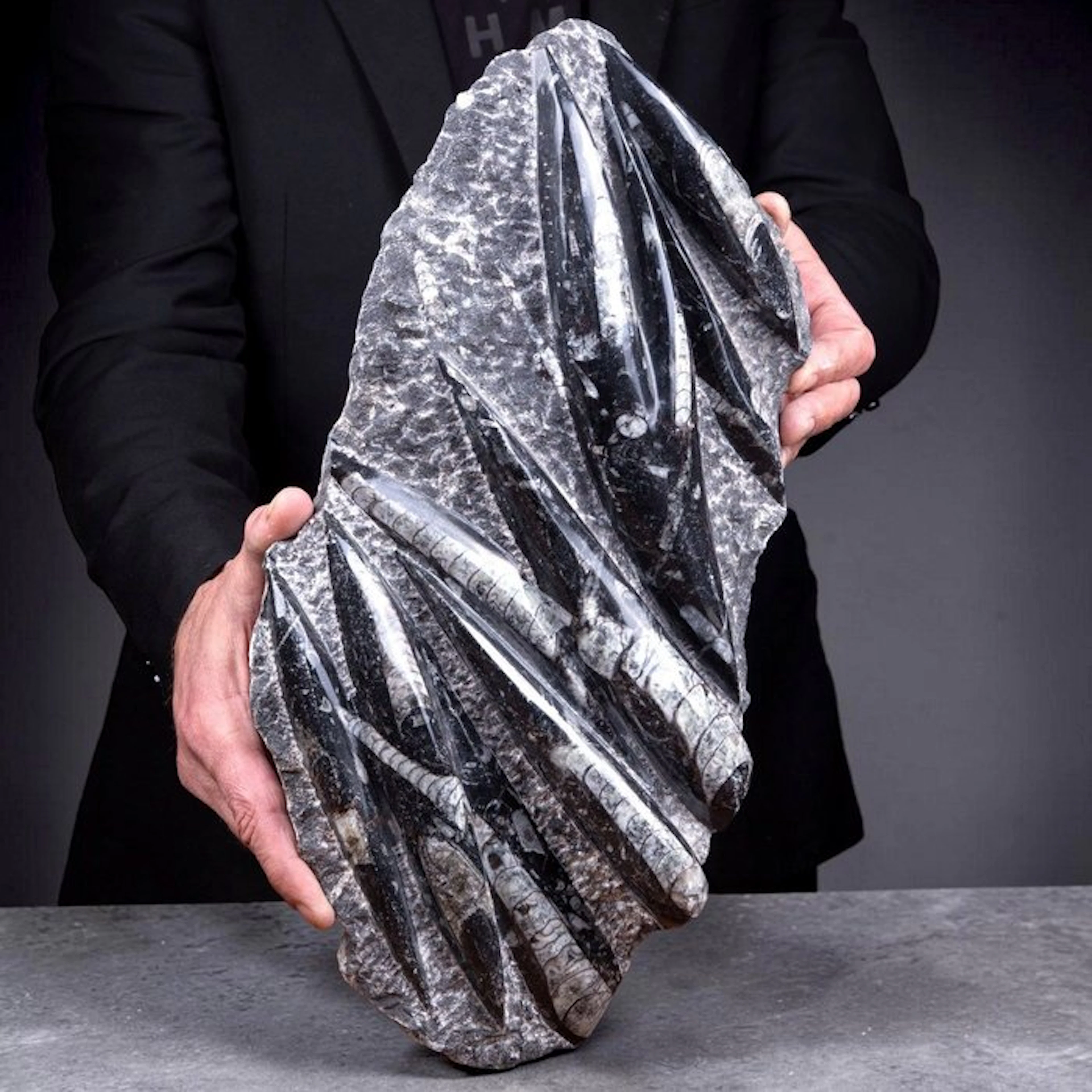 Ancient Orthoceras Cephalopod Fossils Polished Slab...