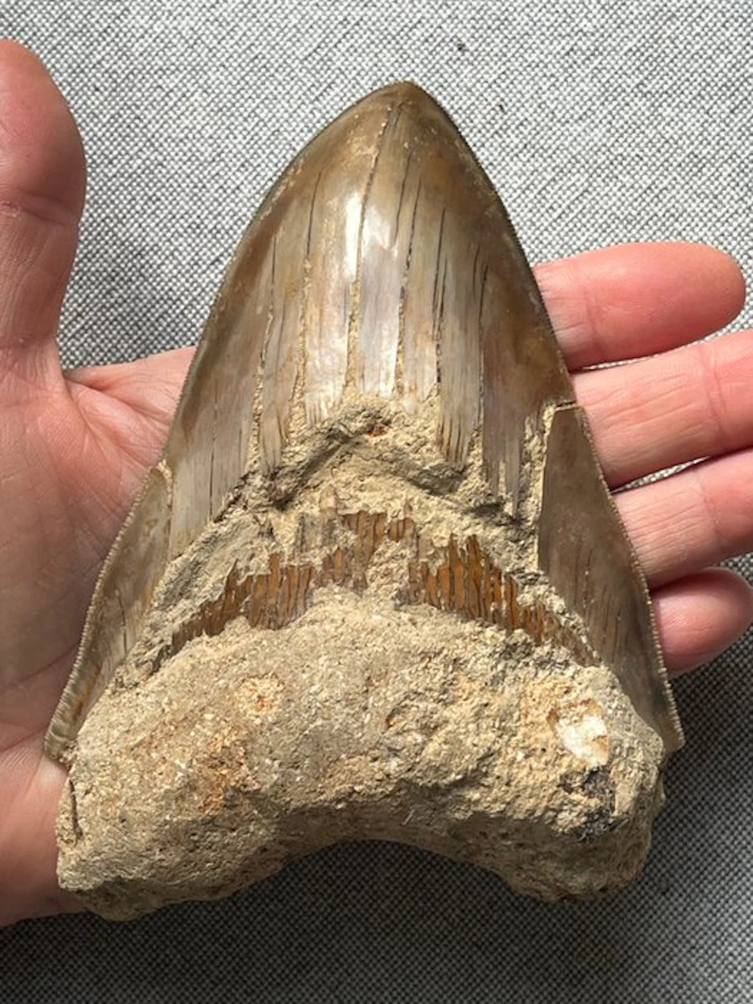 Huge Megalodon tooth 14,3 cm - Fossil tooth...