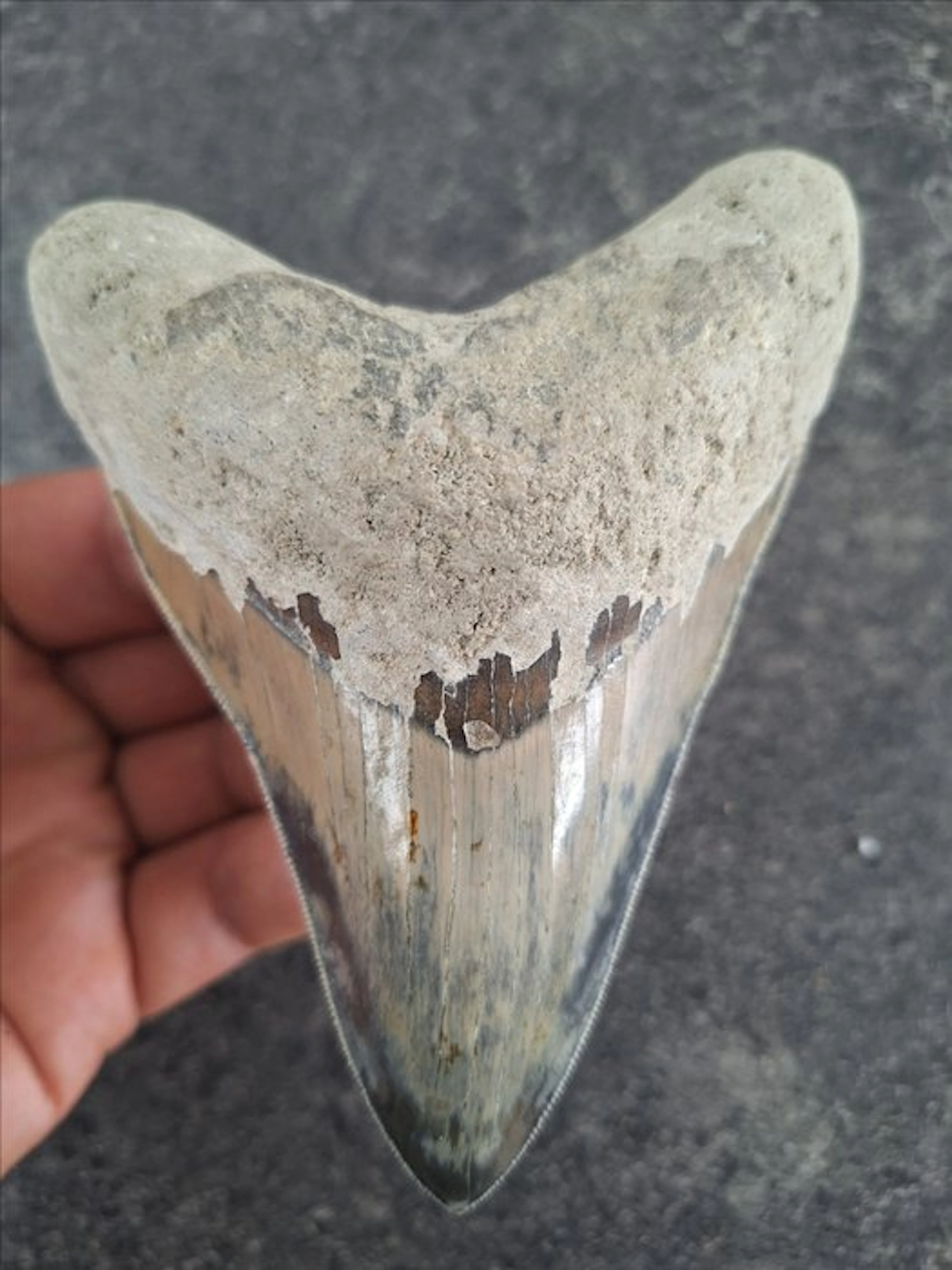 Megalodon - Fossil tooth - 12 cm - 9.2 cm