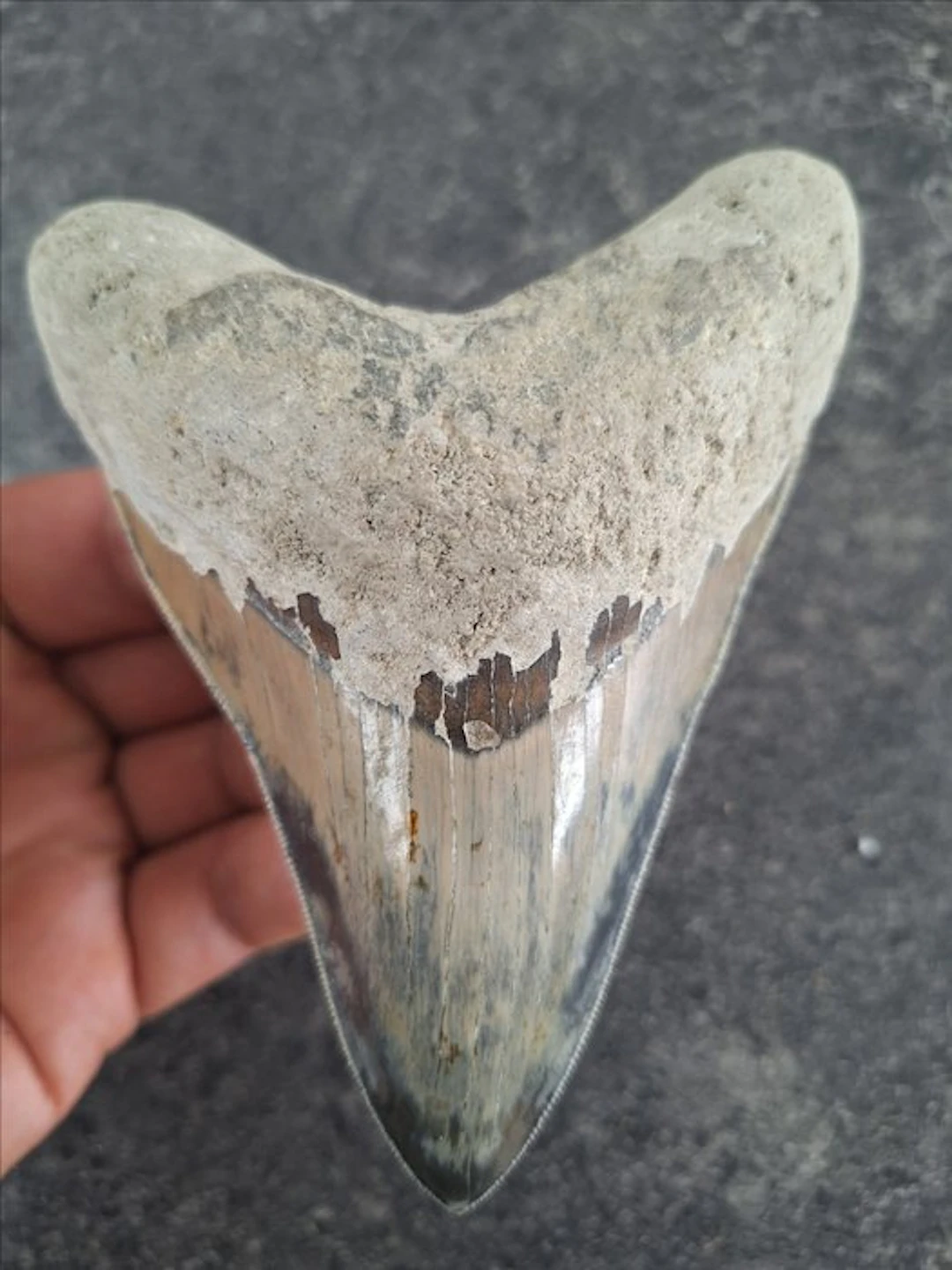 Megalodon - Fossil tooth - 12 cm - 9.2 cm