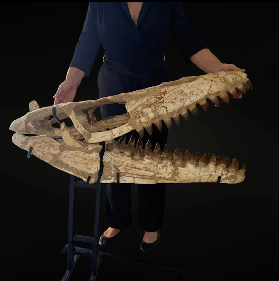 Exceptional Mosasaure - Fossil skull - Mosasaure - 92 cm - 96 cm