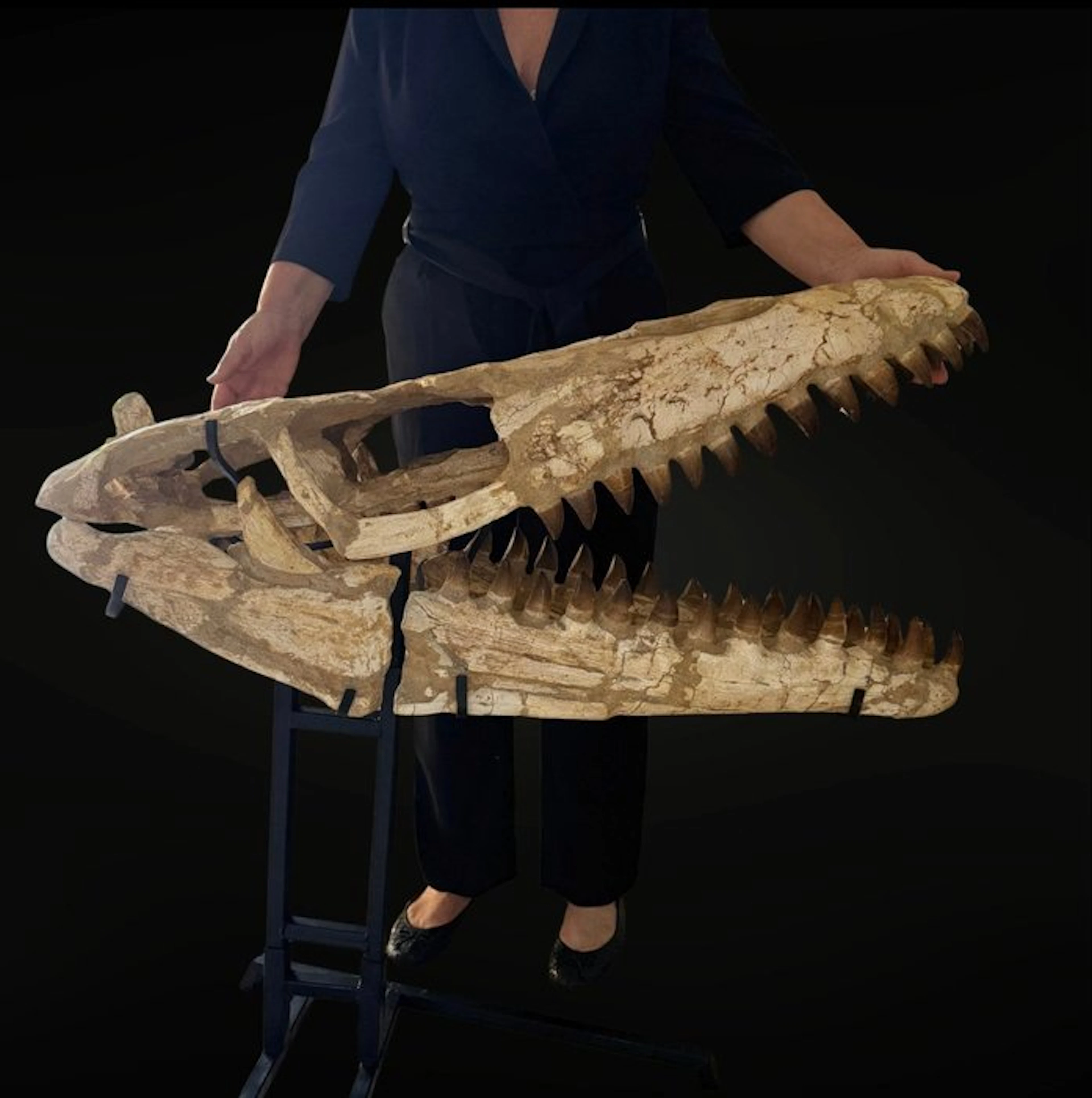 Exceptional Mosasaure - Fossil skull - Mosasaure - 92 cm - 96 cm