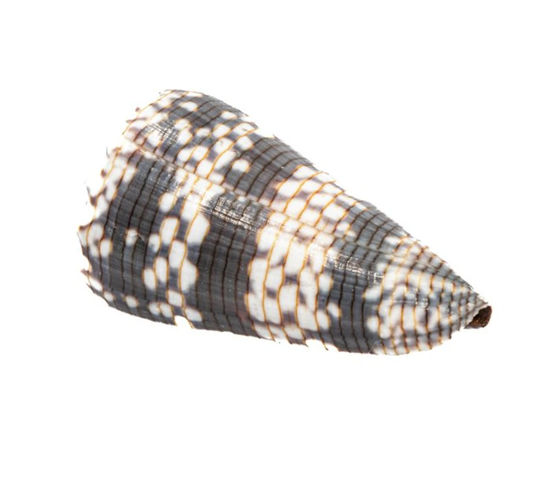 Rarity of the Indian Ocean: Conus zonatus (62 mm) from...