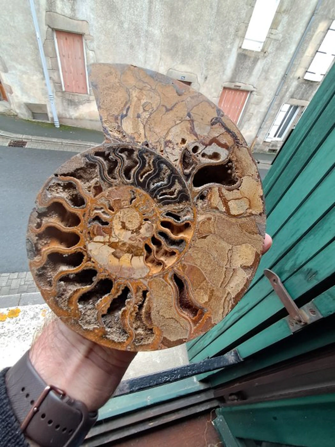 Ammonite - Fossilised animal - cleoniceras - 21.5 cm - 17 cm (No reserve price)