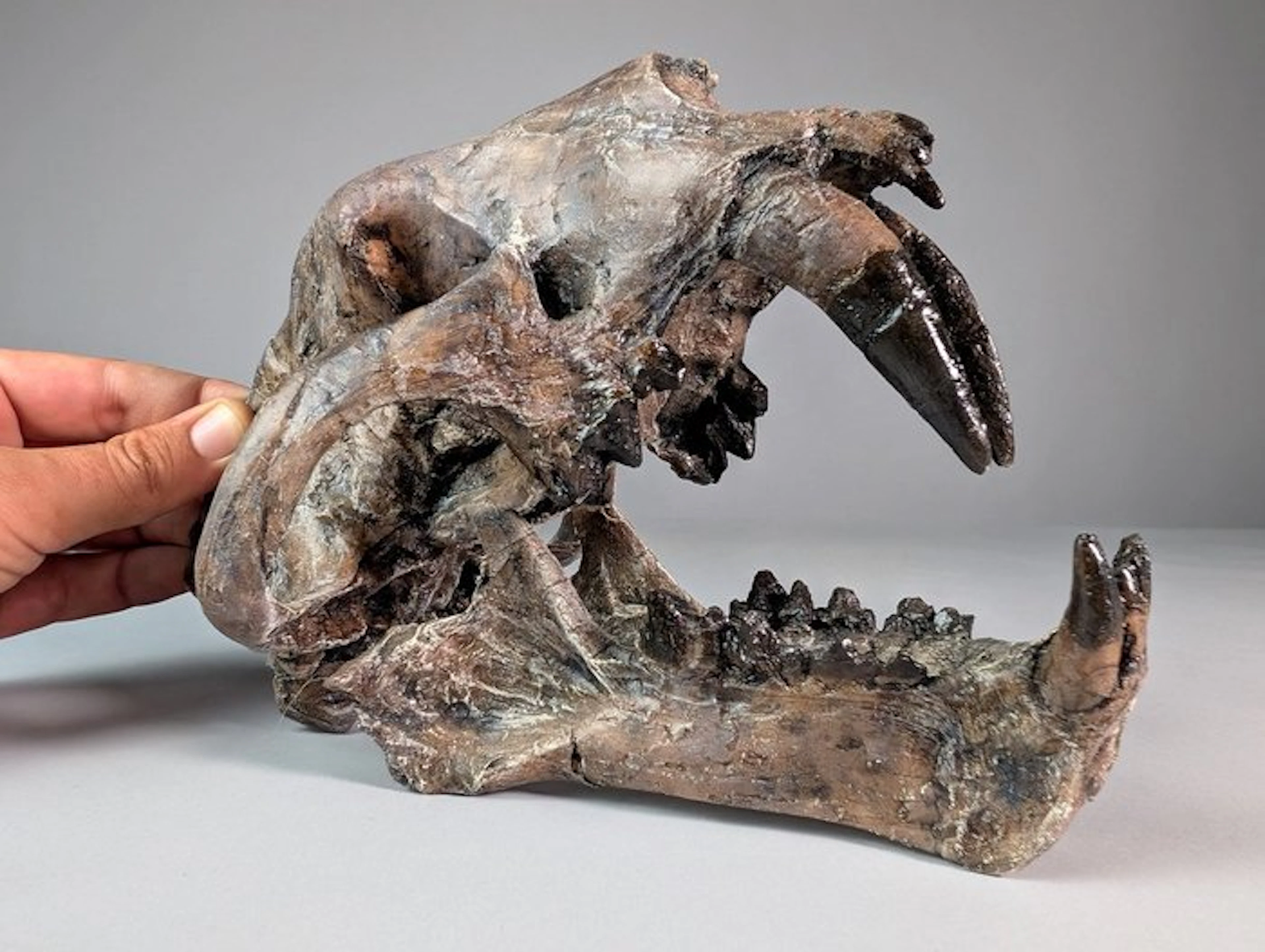 REPLICA False sabre-toothed cats - Fossil skull - Dinictis sp