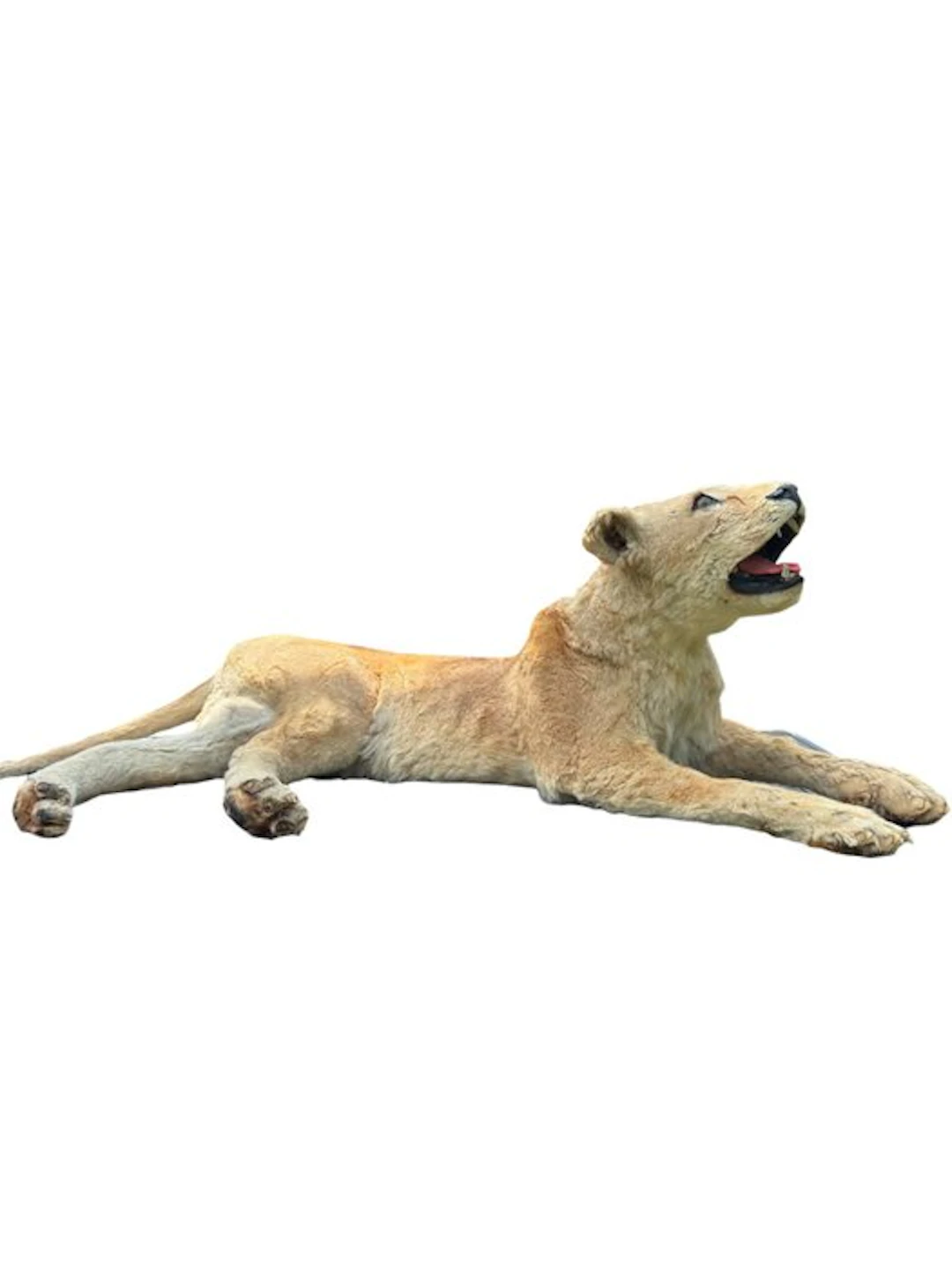 Lion Taxidermy full body mount - Panthera Leo - with...