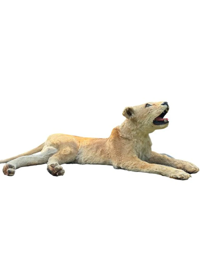 Lion Taxidermy full body mount - Panthera Leo - with...