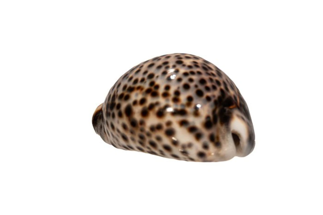 Cypraea tigris (85 mm