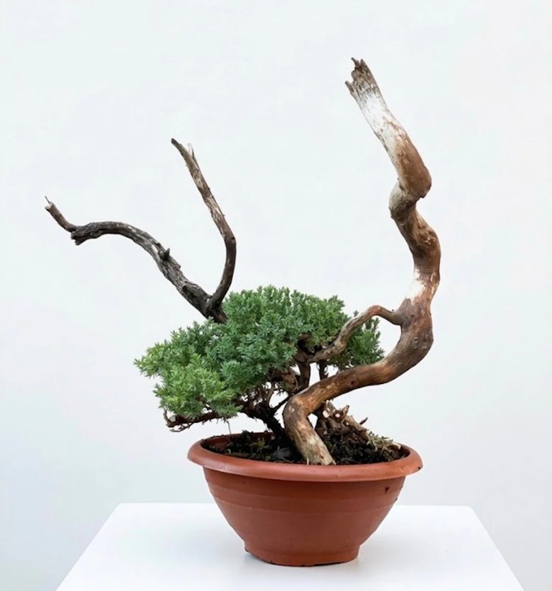 Juniper bonsai (Juniperus) - Height (Tree): 33 cm - Depth (Tree): 33 cm - Japan