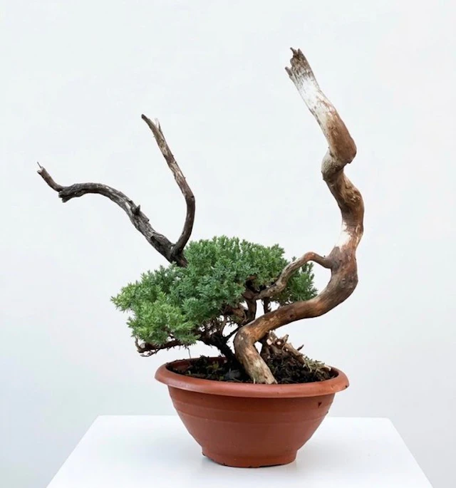 Juniper bonsai (Juniperus) - Height (Tree): 33 cm - Depth (Tree): 33 cm - Japan