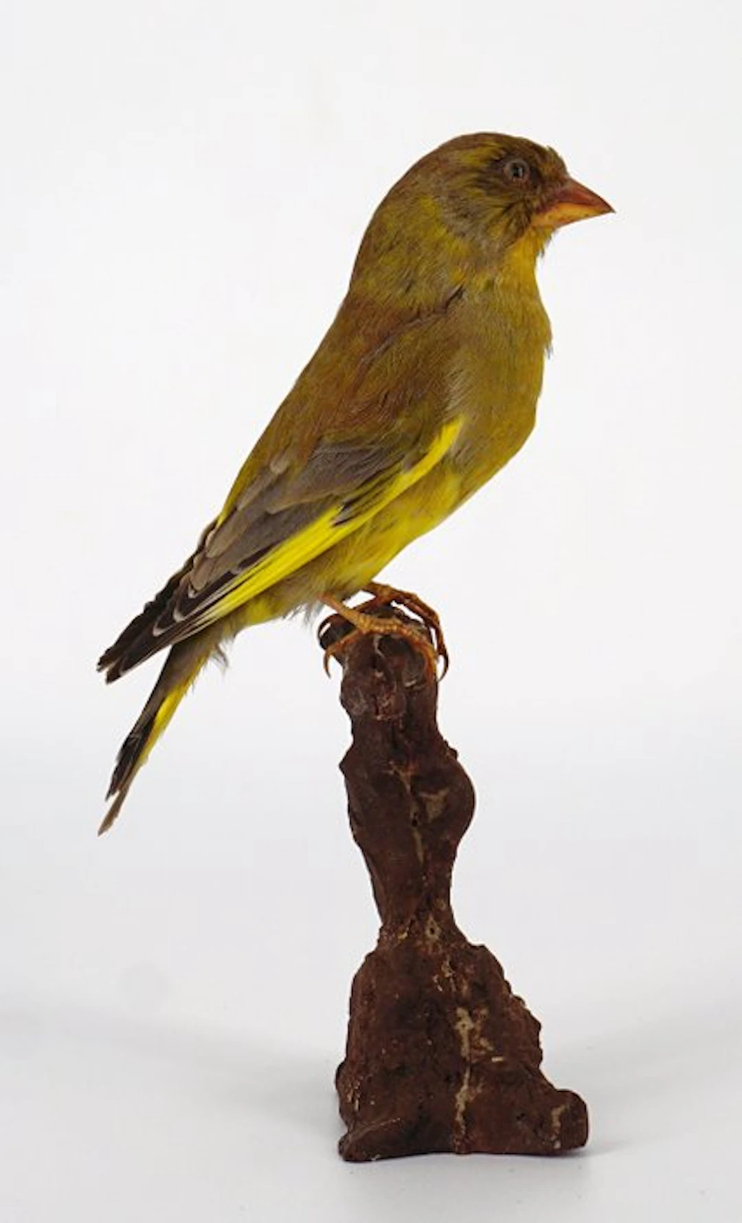 Verdone Taxidermy full body mount - Chloris chloris (with...
