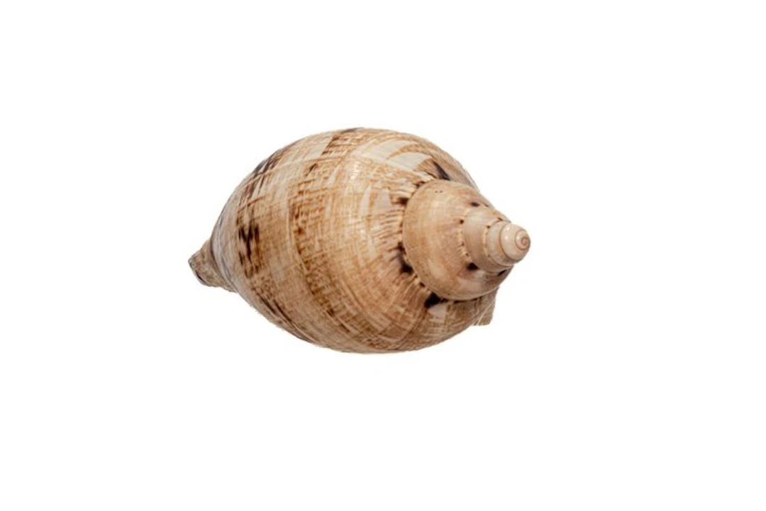 Magnificent volute Taxidermy wall mount - Cymbiola...