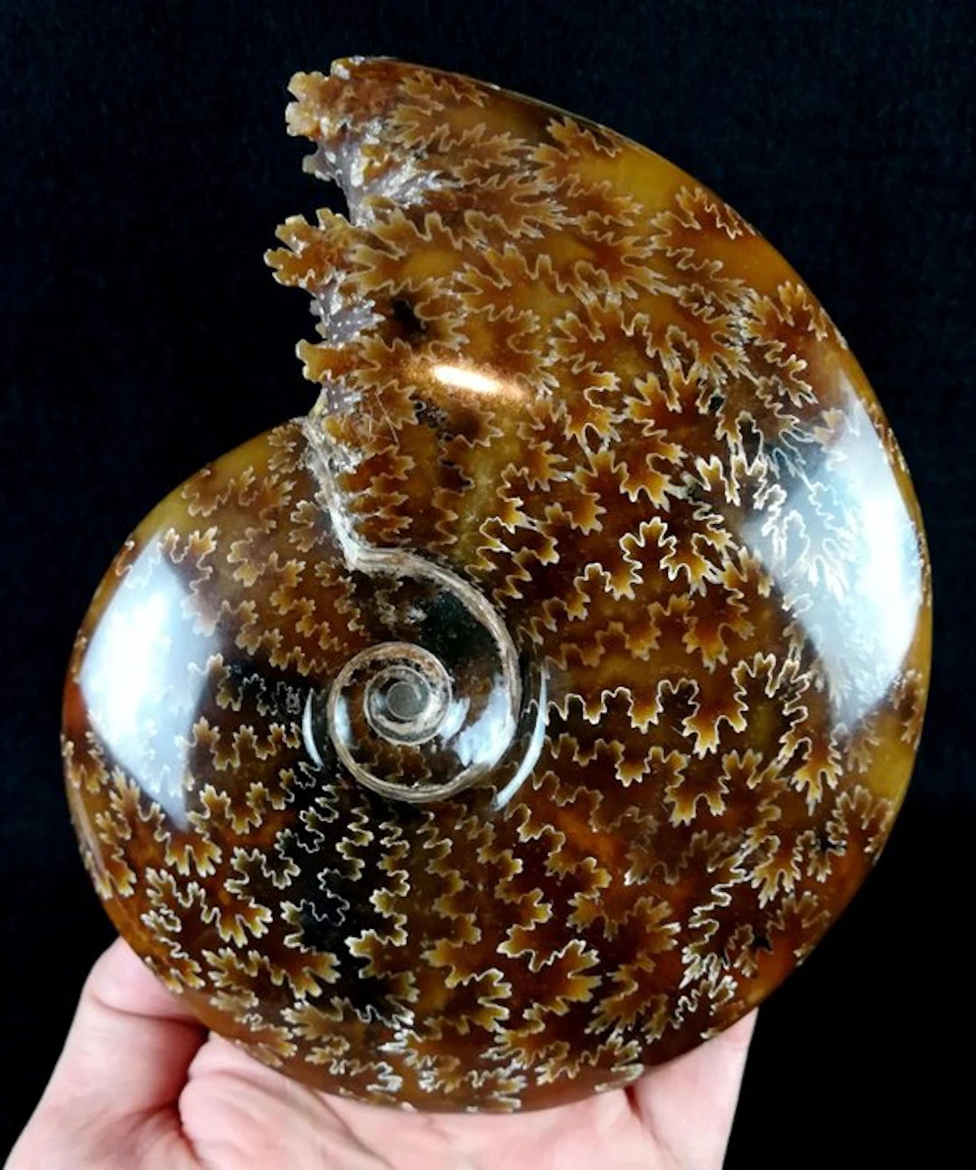 Ammonite - Fossilised animal - Aioloceras (Cleoniceras)...