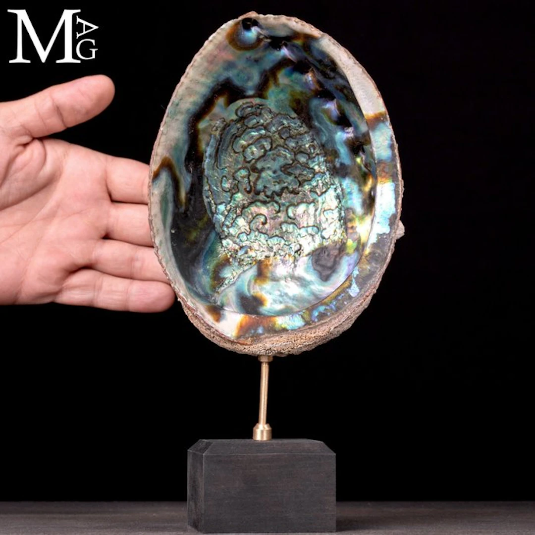 Large Haliotis Fulgens Shell with Vivid