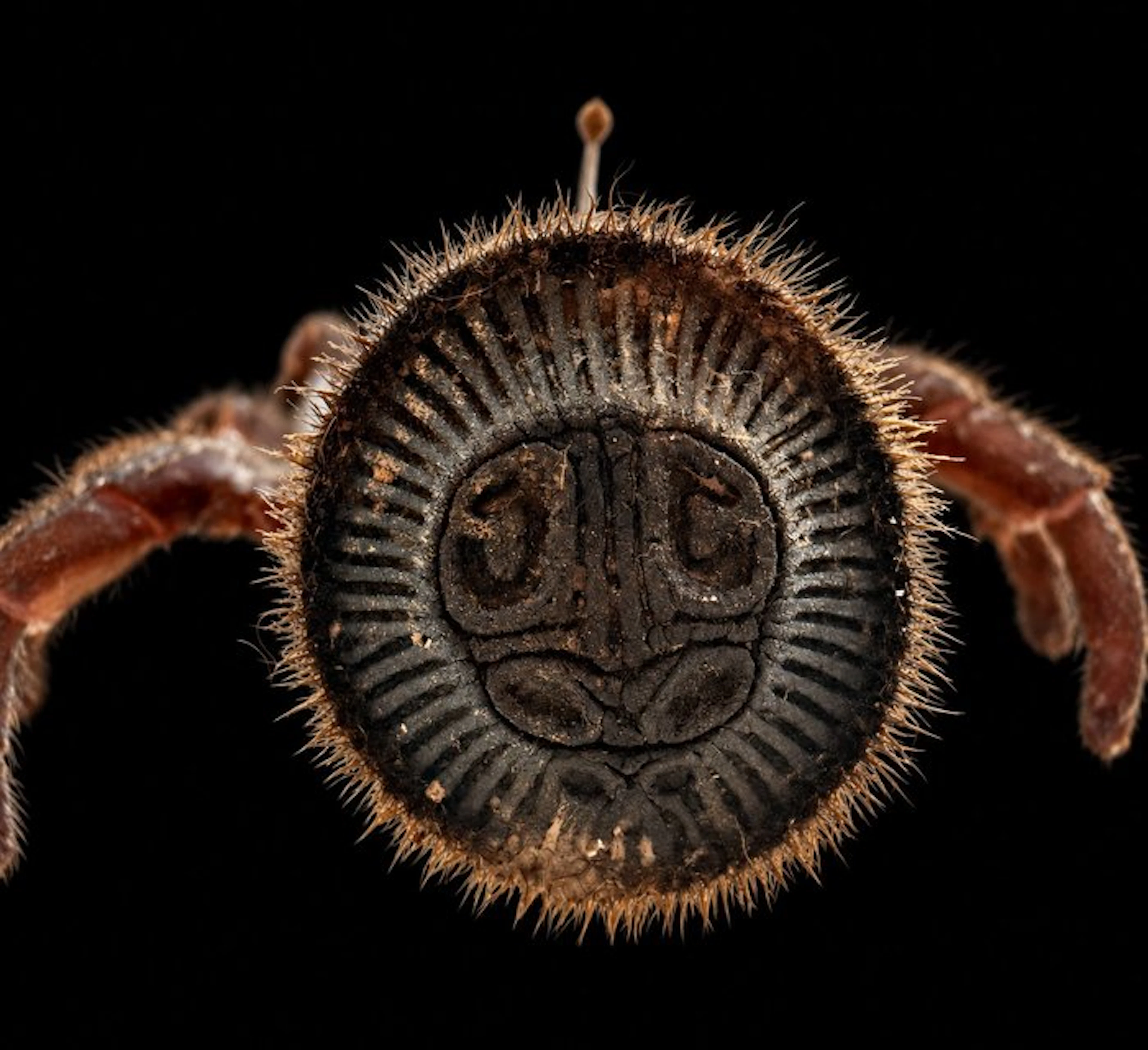 Spider Taxidermy full body mount - Cyclocosmia - 15 cm...