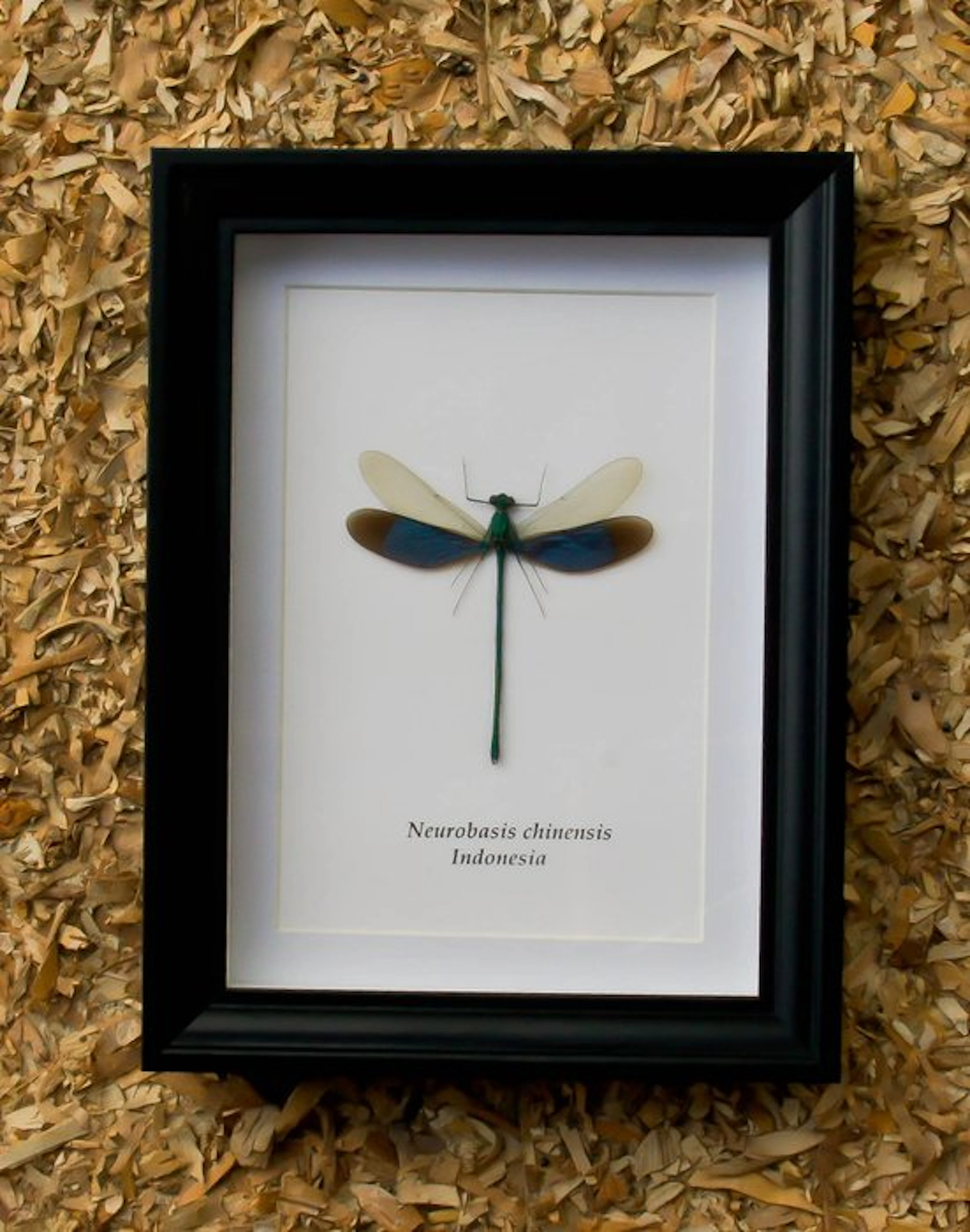 Dragonfly Taxidermy full body mount - Neurobasis...