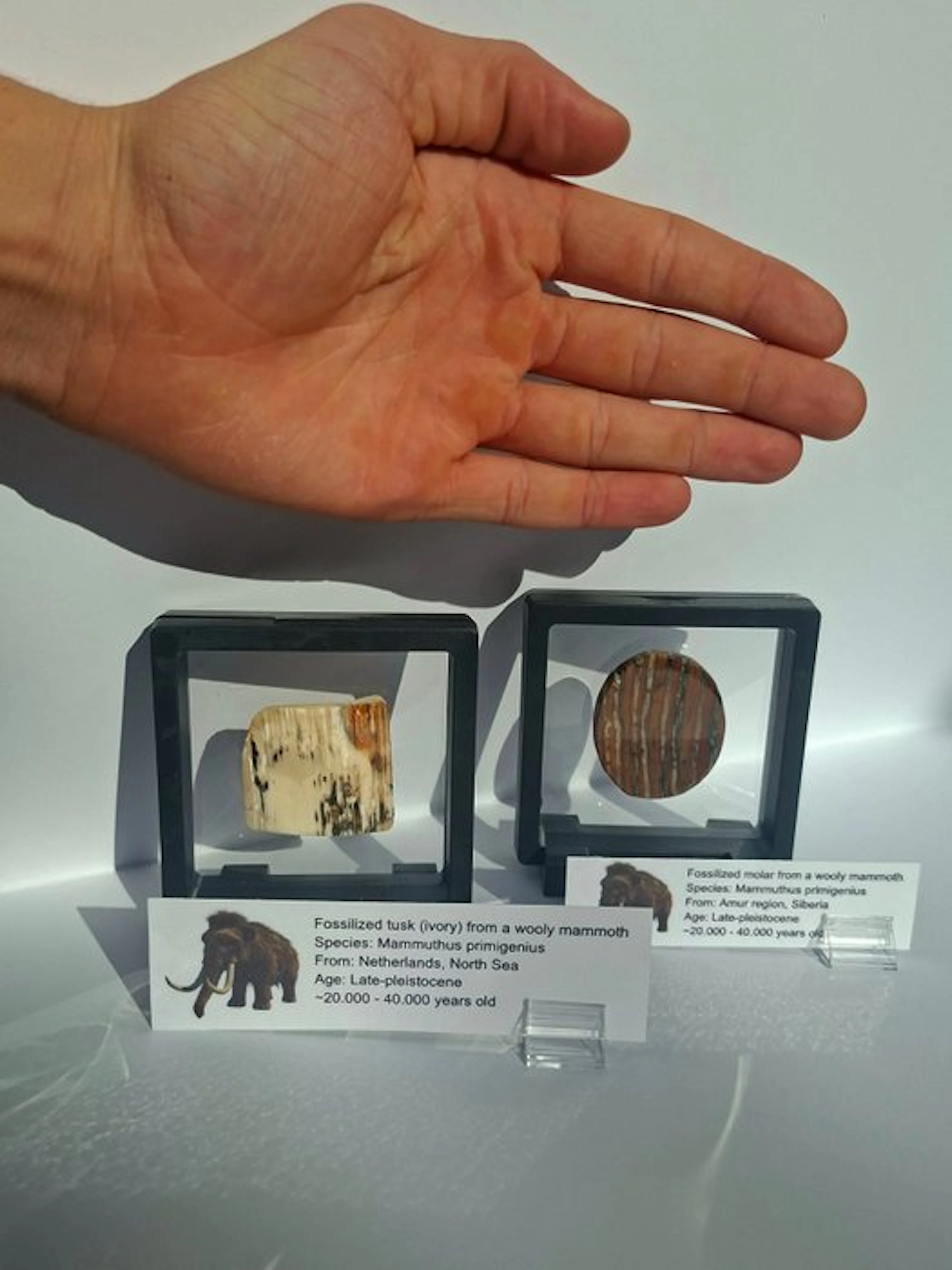 Woolly Mammoth - Fossil tooth - Mammuthus primigenius...