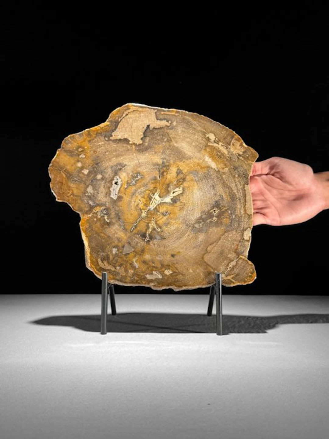 Wonderful Slice of Petrified Wood on a custom stand...