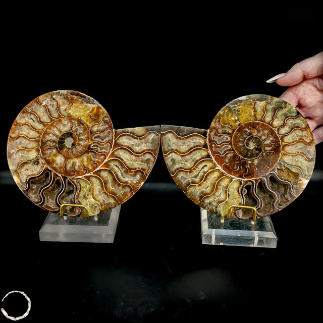 Beautiful ammonite slices – Timeless fossil art from the...