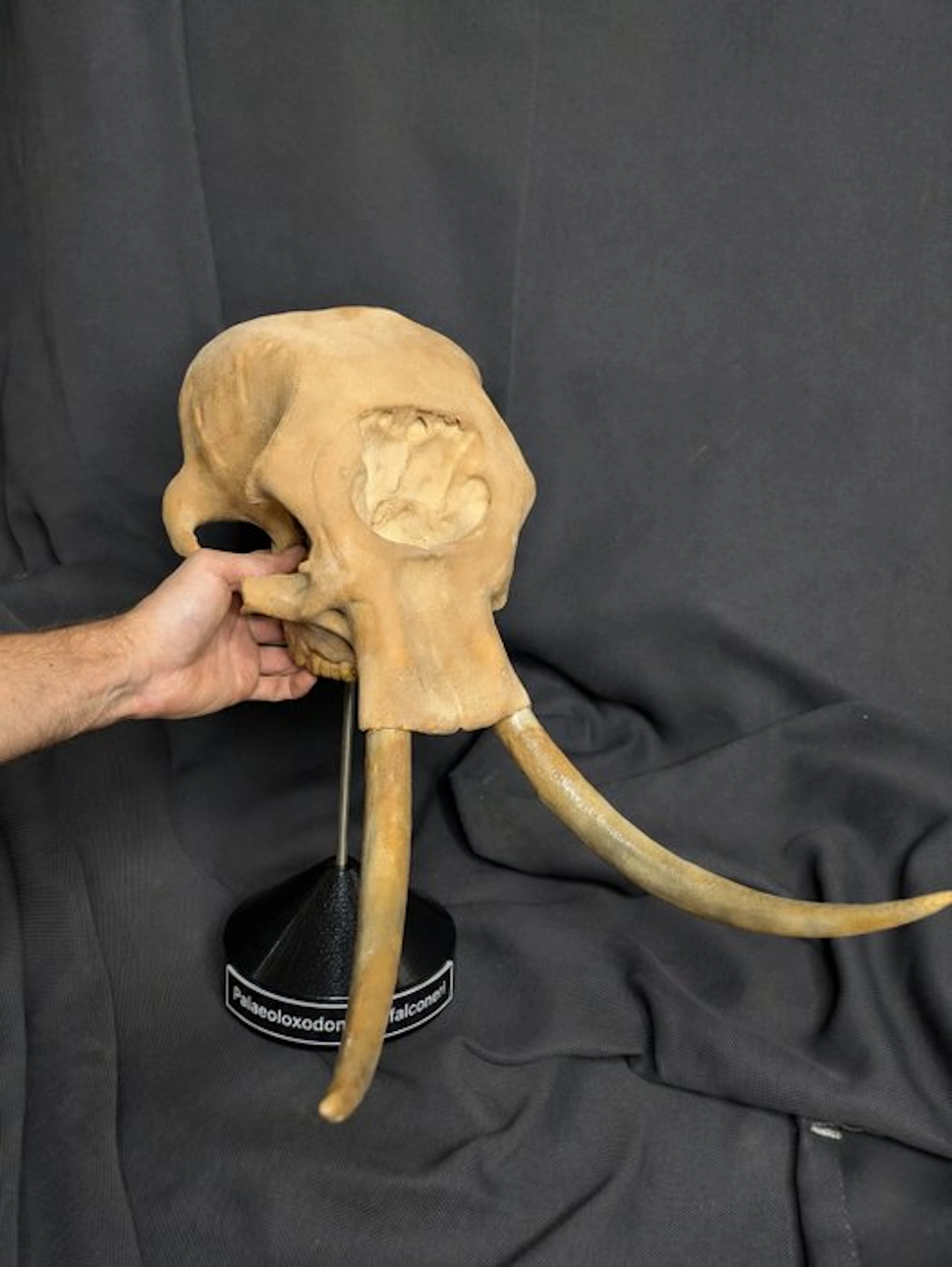 Fossil skull - Palaeoloxodon falconeri (myth of the...