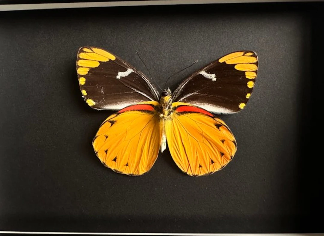 Butterfly Taxidermy full body mount - Delias Splendida...