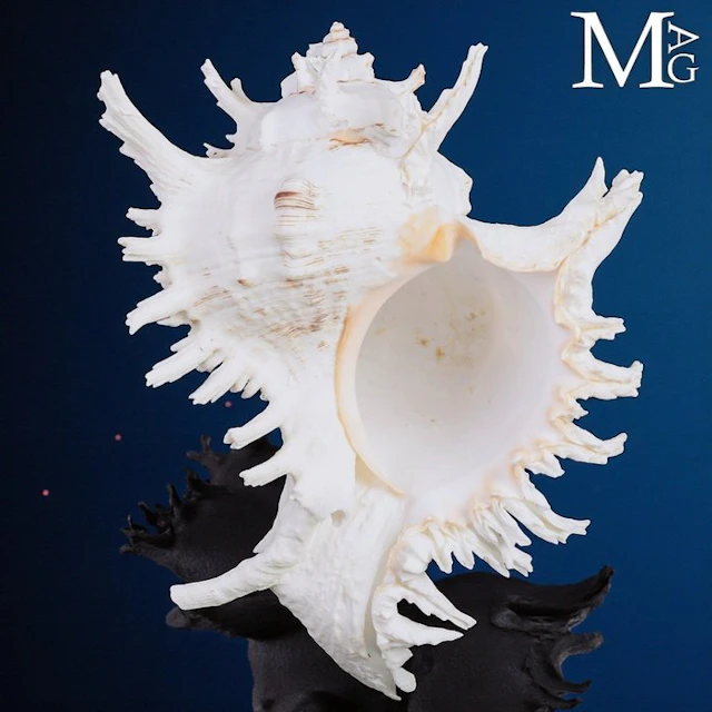Impressive Extra-Large Ramose Murex Shell with Delicate