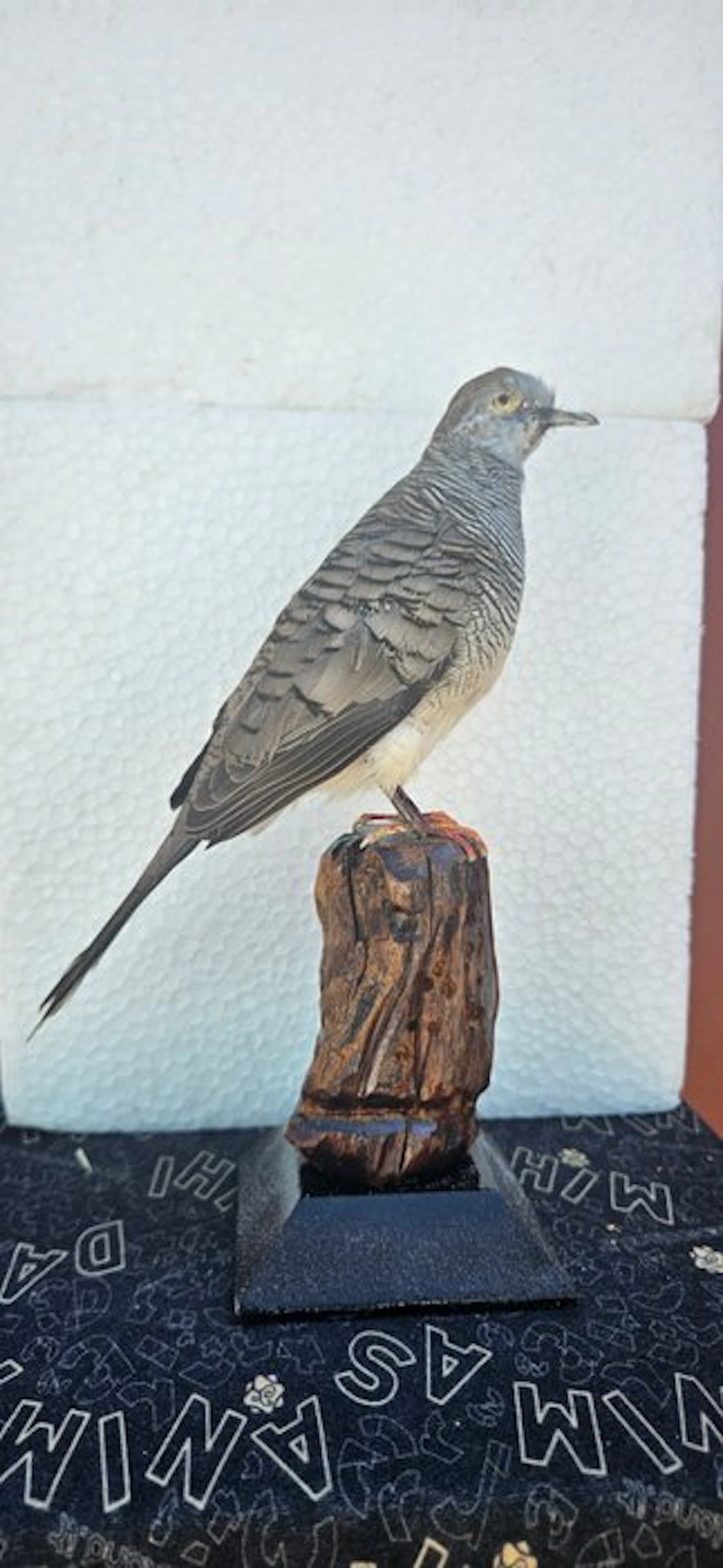 Zebra dove