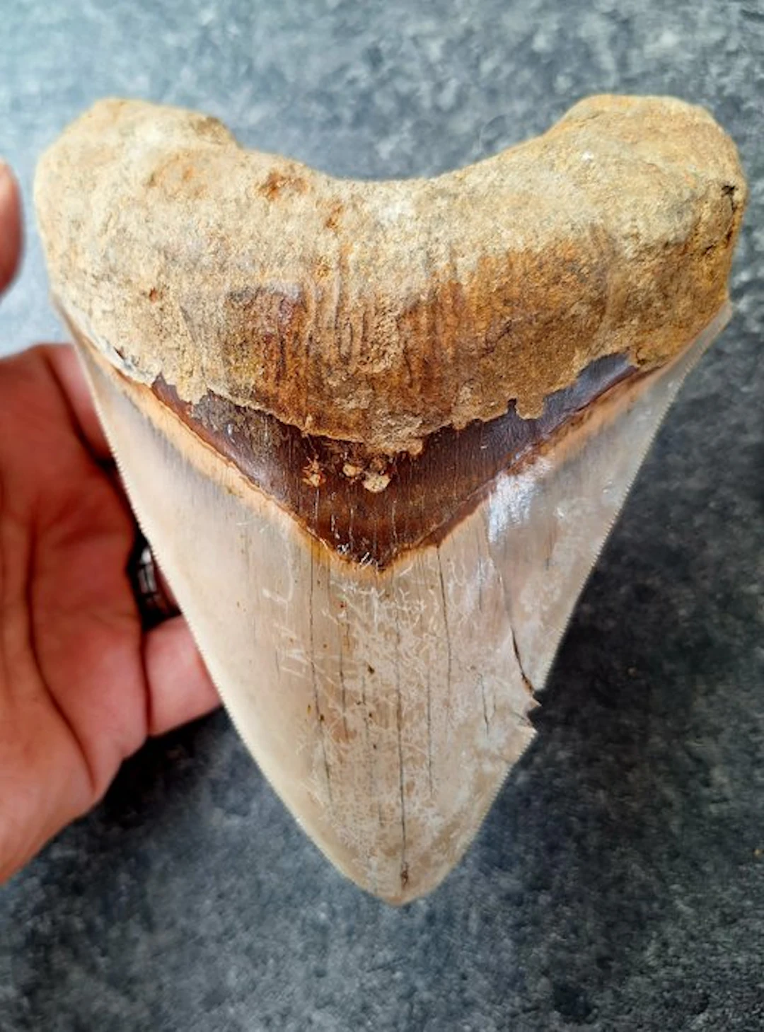 Megalodon - Fossil tooth - 14.4 cm - 11.3 cm