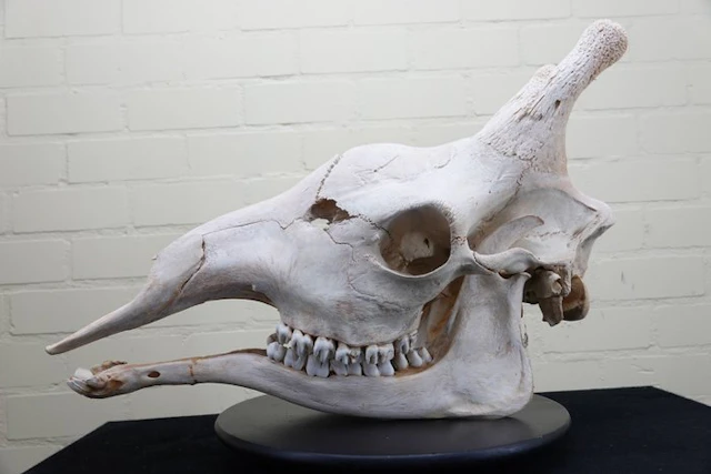 Northern Giraffe Skull - Giraffa camelopardalis (with...