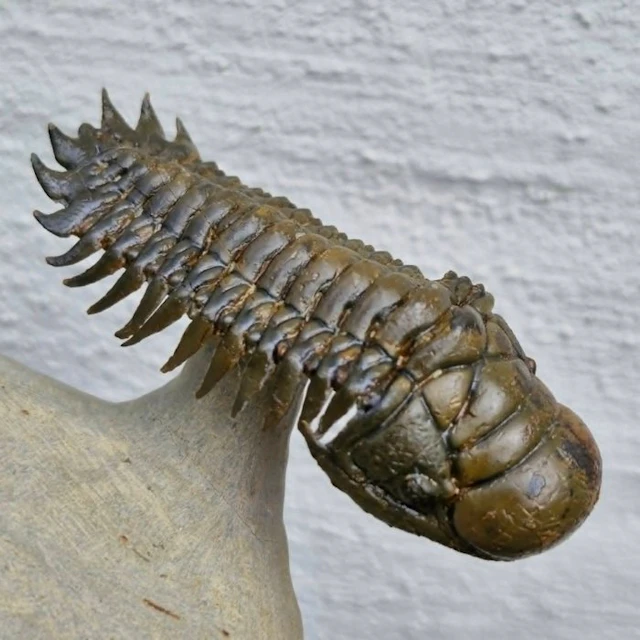 Trilobite - Fossilised animal - Crotalocephalina gibbus - 7.8 cm - 3.2 cm