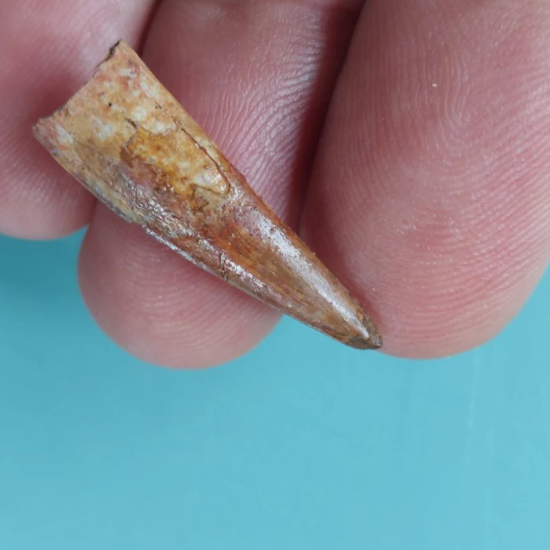 Pterosaur - Fossil tooth - 30 mm - 10 mm
