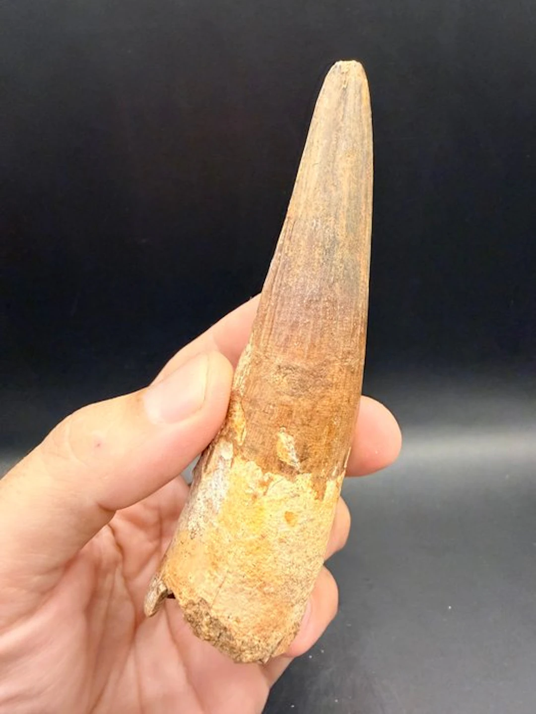Dinosaur - Fossil tooth - Spinosaurus aegyptiacus - 12.1 cm