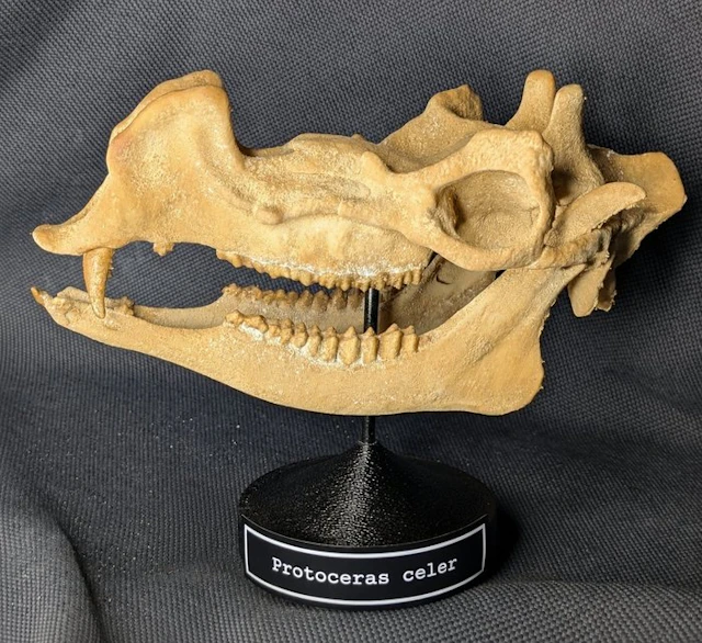 Fossil skull - Protoceras celer - Museum-Grade Replica...