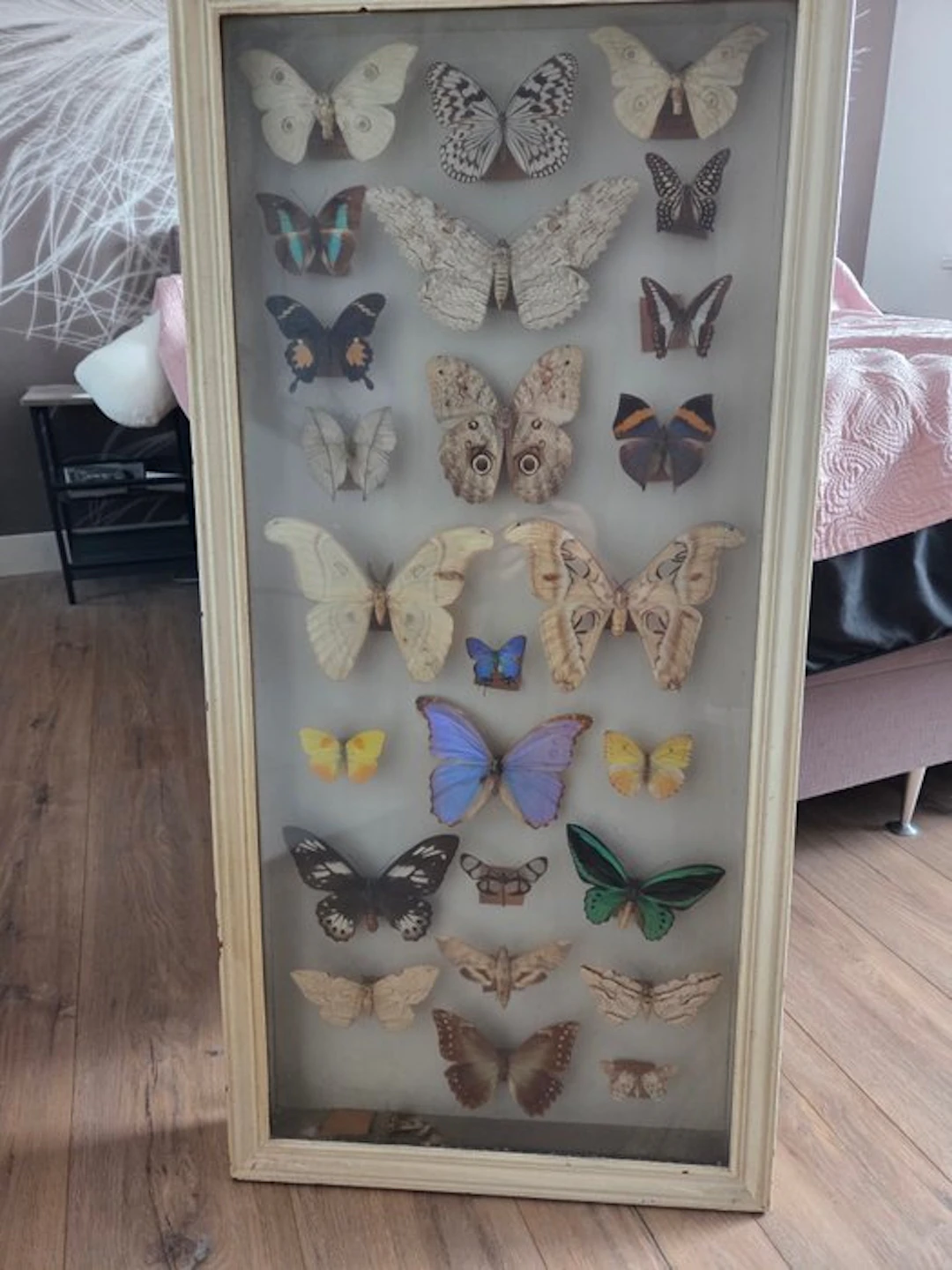 Butterfly Taxidermy full body mount - Papillo - 103 cm - 50 cm - 7.5 cm - 26