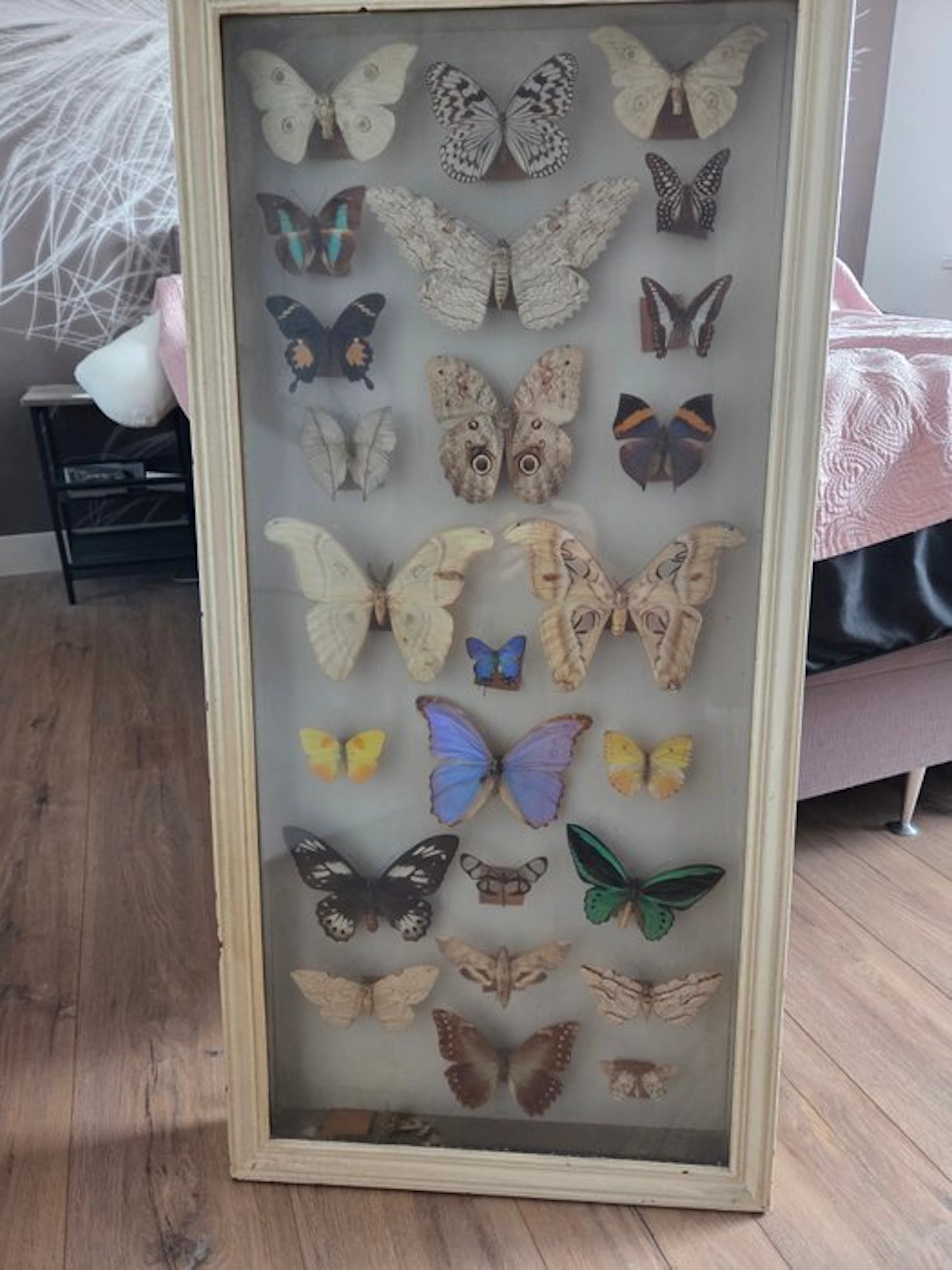 Butterfly Taxidermy full body mount - Papillo - 103 cm - 50 cm - 7.5 cm - 26