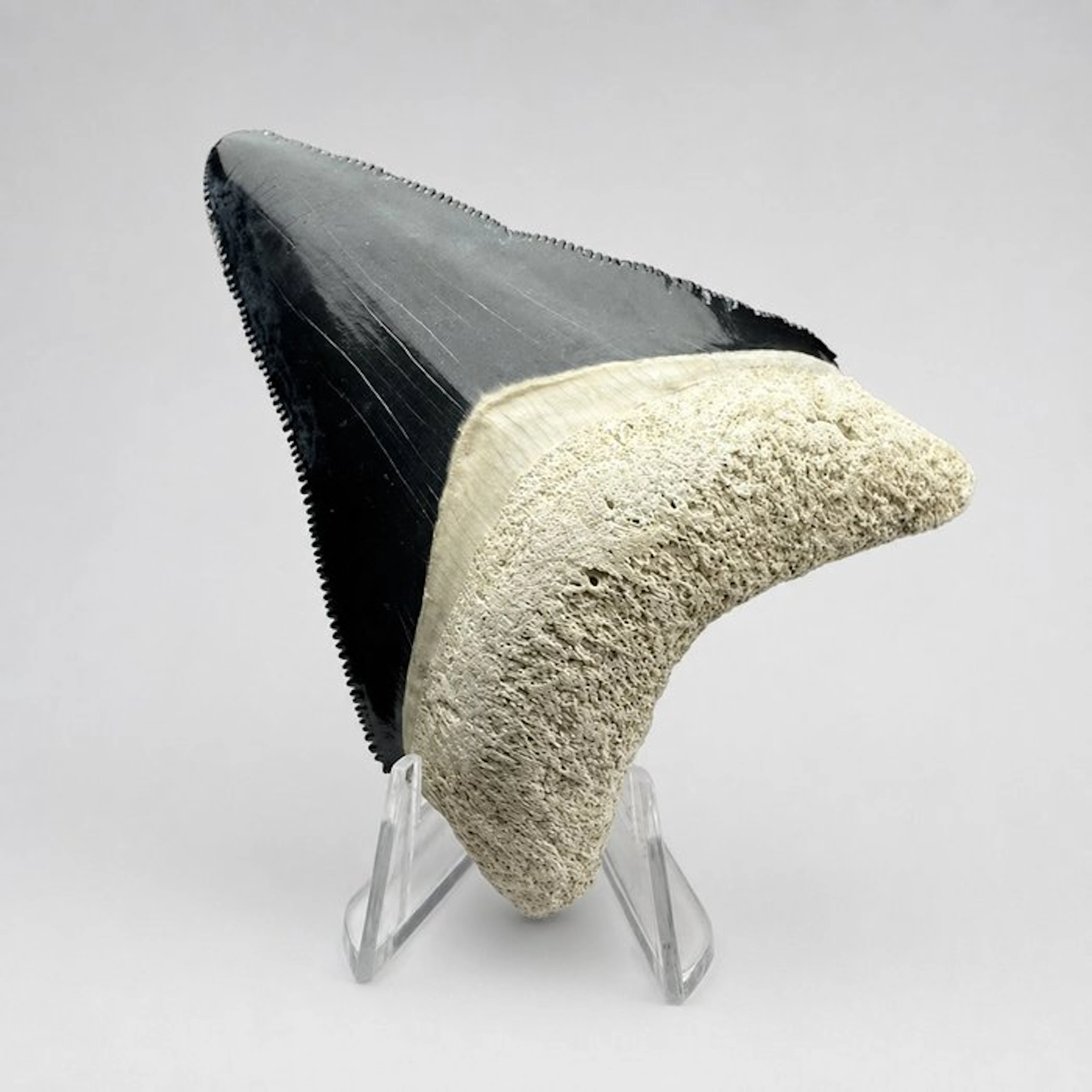 Megalodon tooth (completely natural) - Fossil tooth...