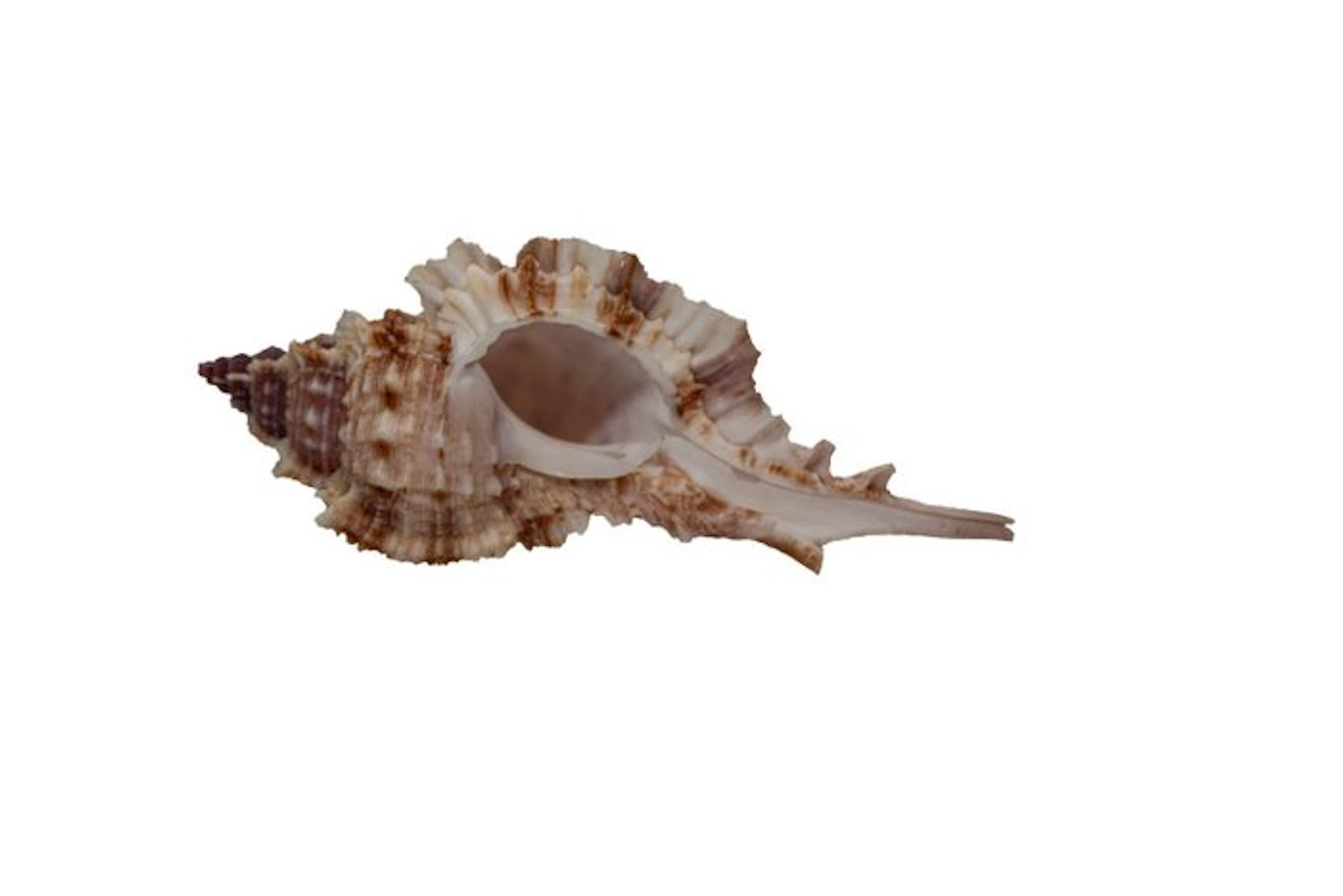 Legendary 93mm Naquetia barclayi - Holy Grail Deep Water...