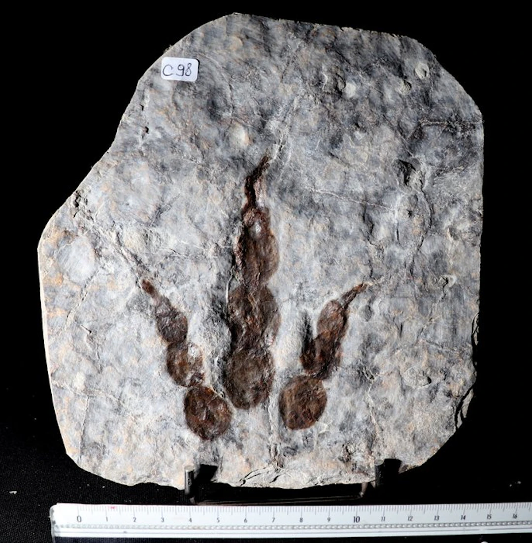 Dinosaur - Fossilised foot print - Grallator - 13 cm