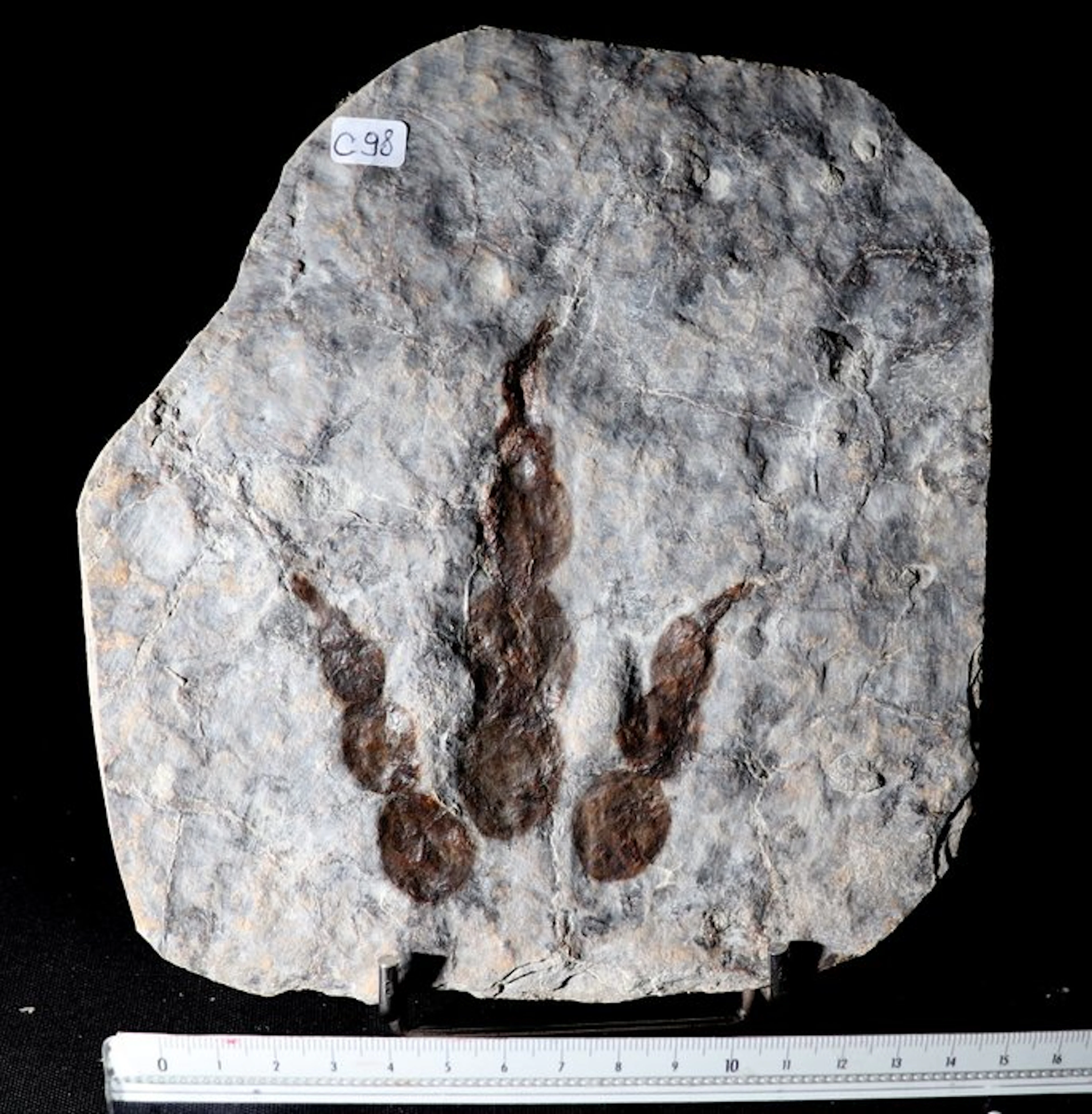 Dinosaur - Fossilised foot print - Grallator - 13 cm