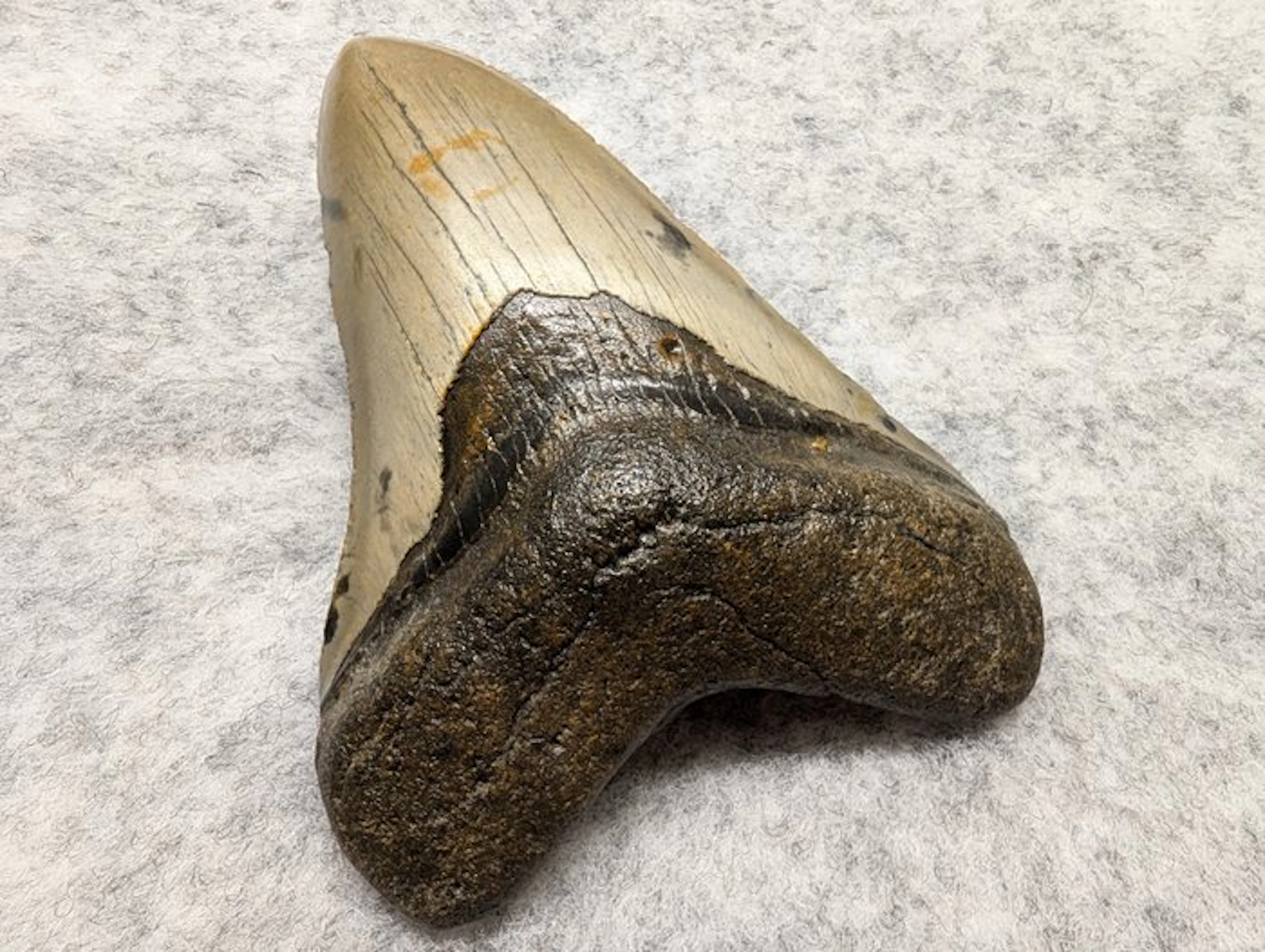 Megalodon - Fossil tooth - 11.38 cm