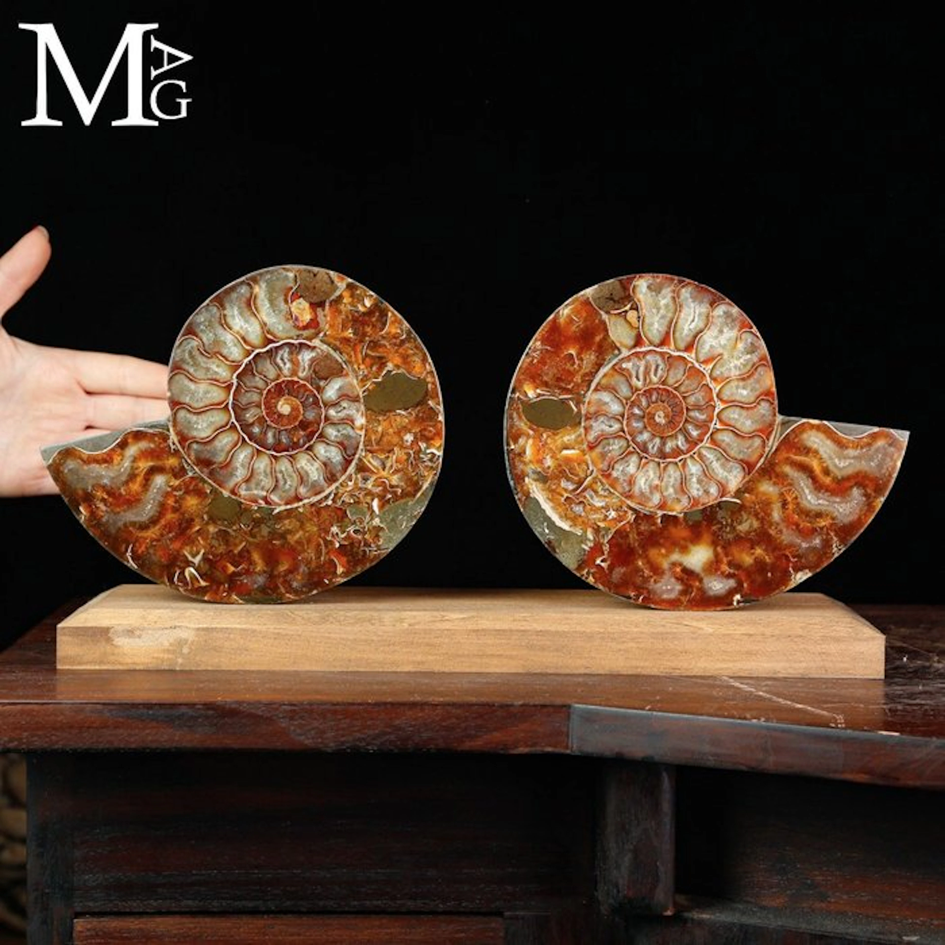 Sectioned Cleoniceras Ammonites with Agatized Chambers...