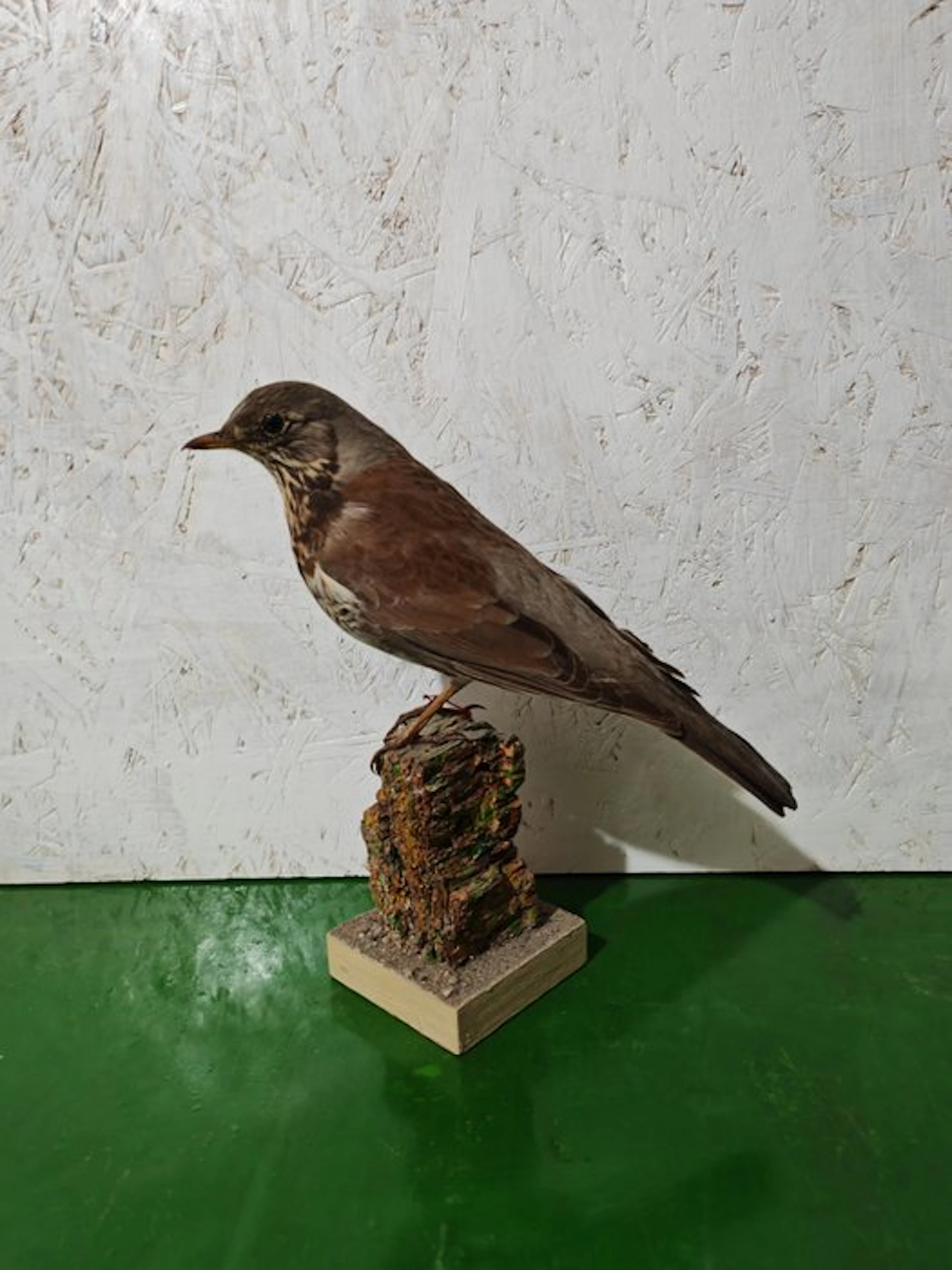 Cesena Taxidermy full body mount - Turdus pilaris - 31 cm - 16 cm - 19.5 cm - 1