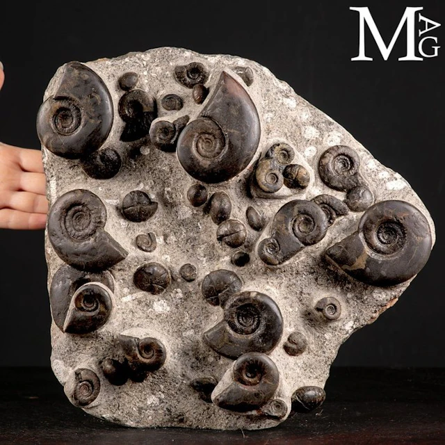 Exclusive Fossil Slab with Cheiloceras Subpartitum and...