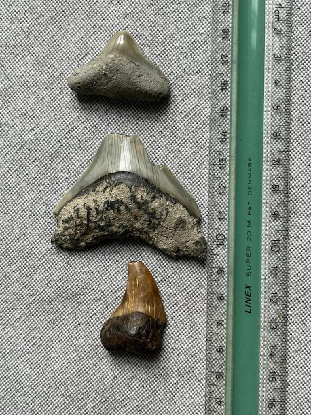3 Megalodon teeth 6,2 cm 3,1 cm 4,2 cm - Fossil tooth...