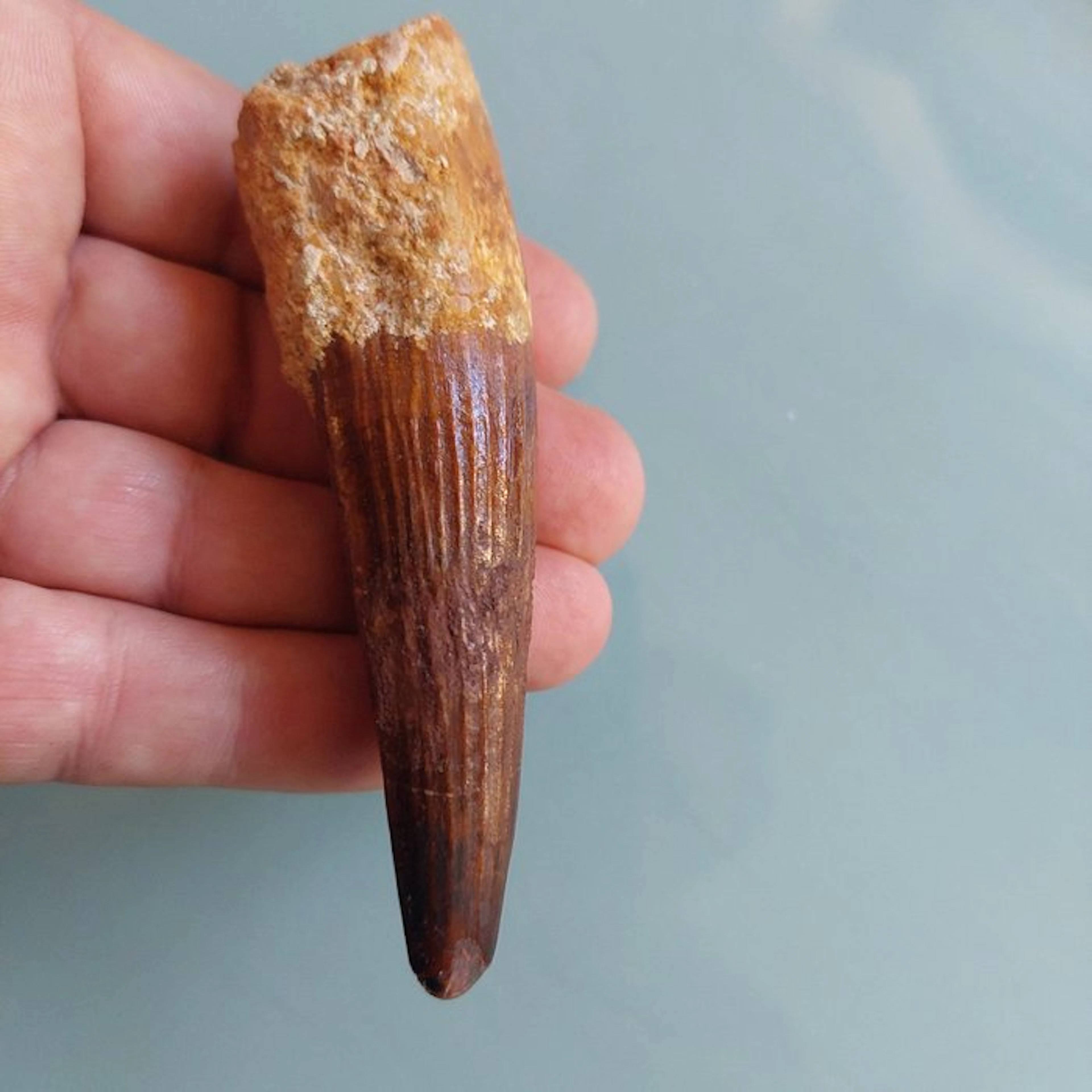 Spinosaur - Fossil tooth - 105 mm - 30 mm