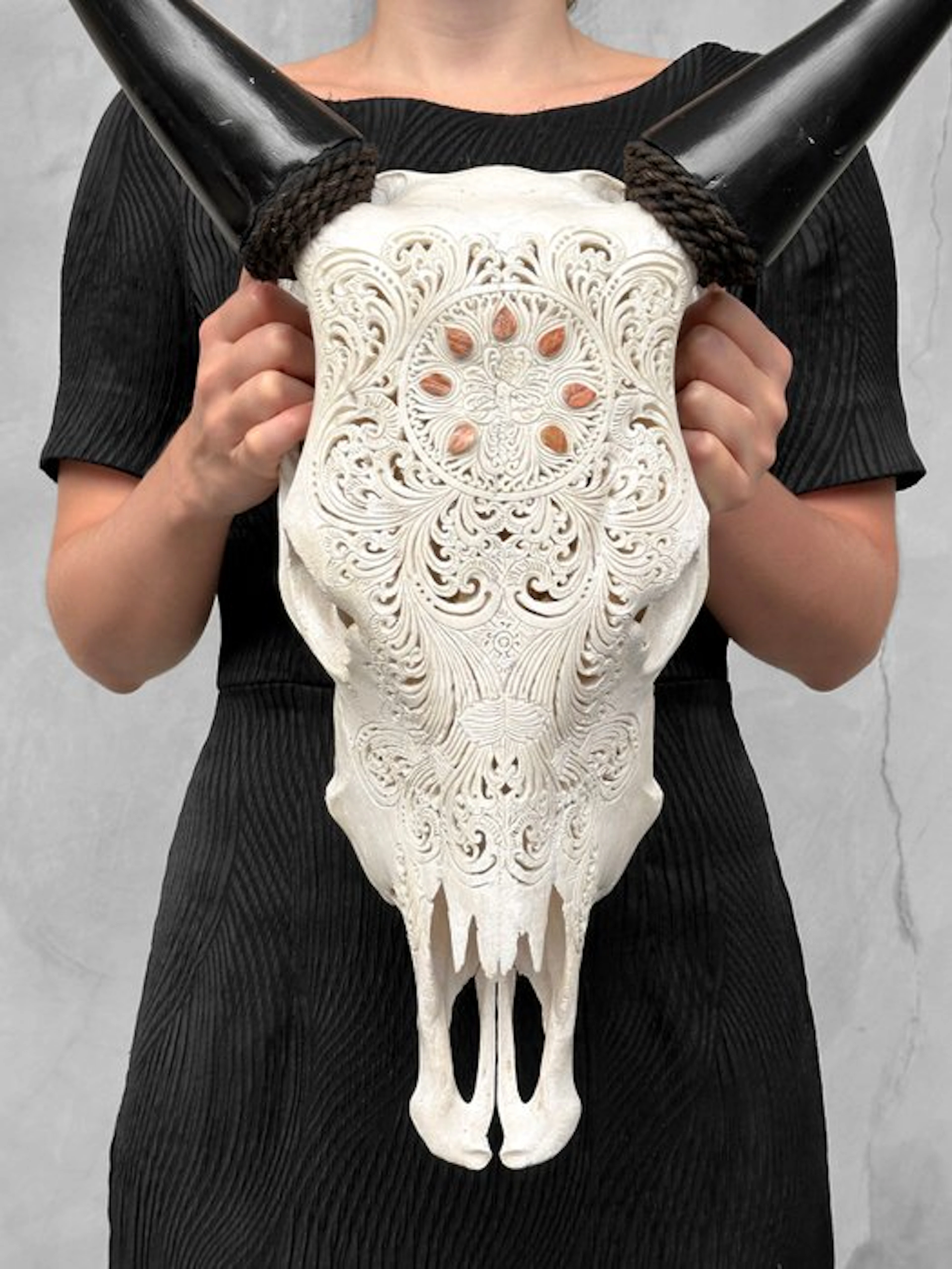 NO RESERVE PRICE - Authentic White Cow Skull - Peacock...