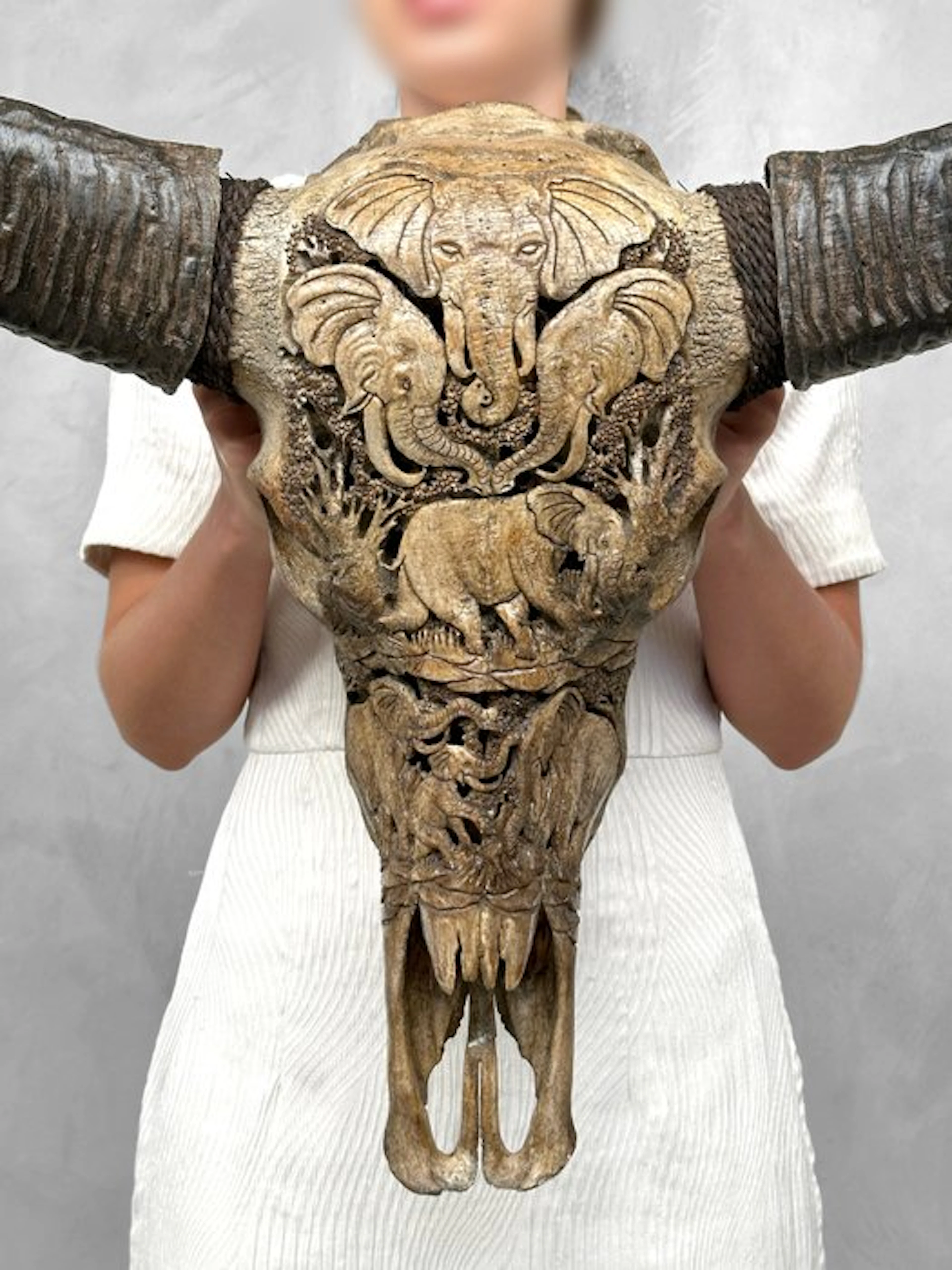 C - Extra Large Brown Carved Water Buffalo Skull...